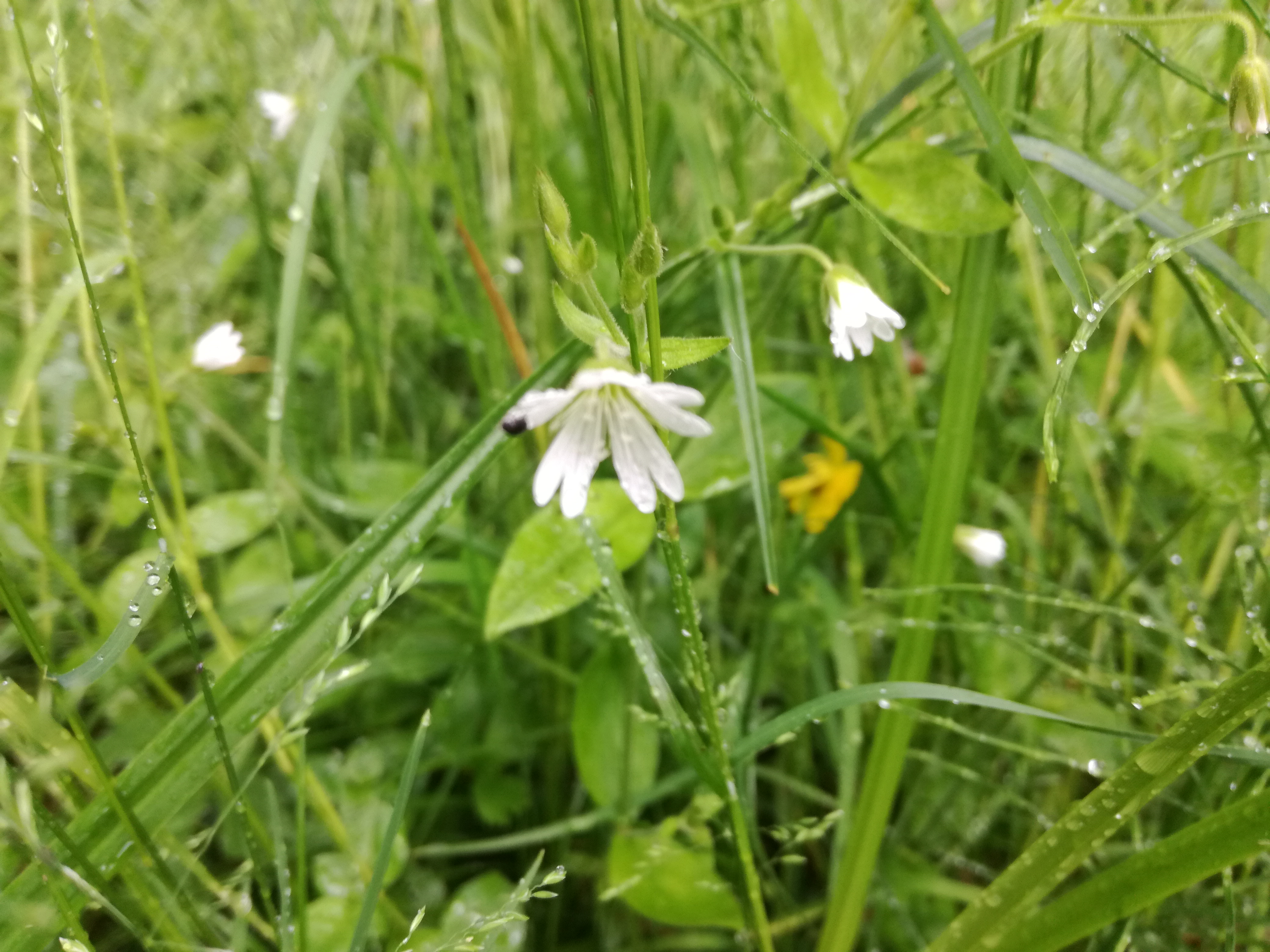 15052018114921 3626 art 2181 img 20180514 135623