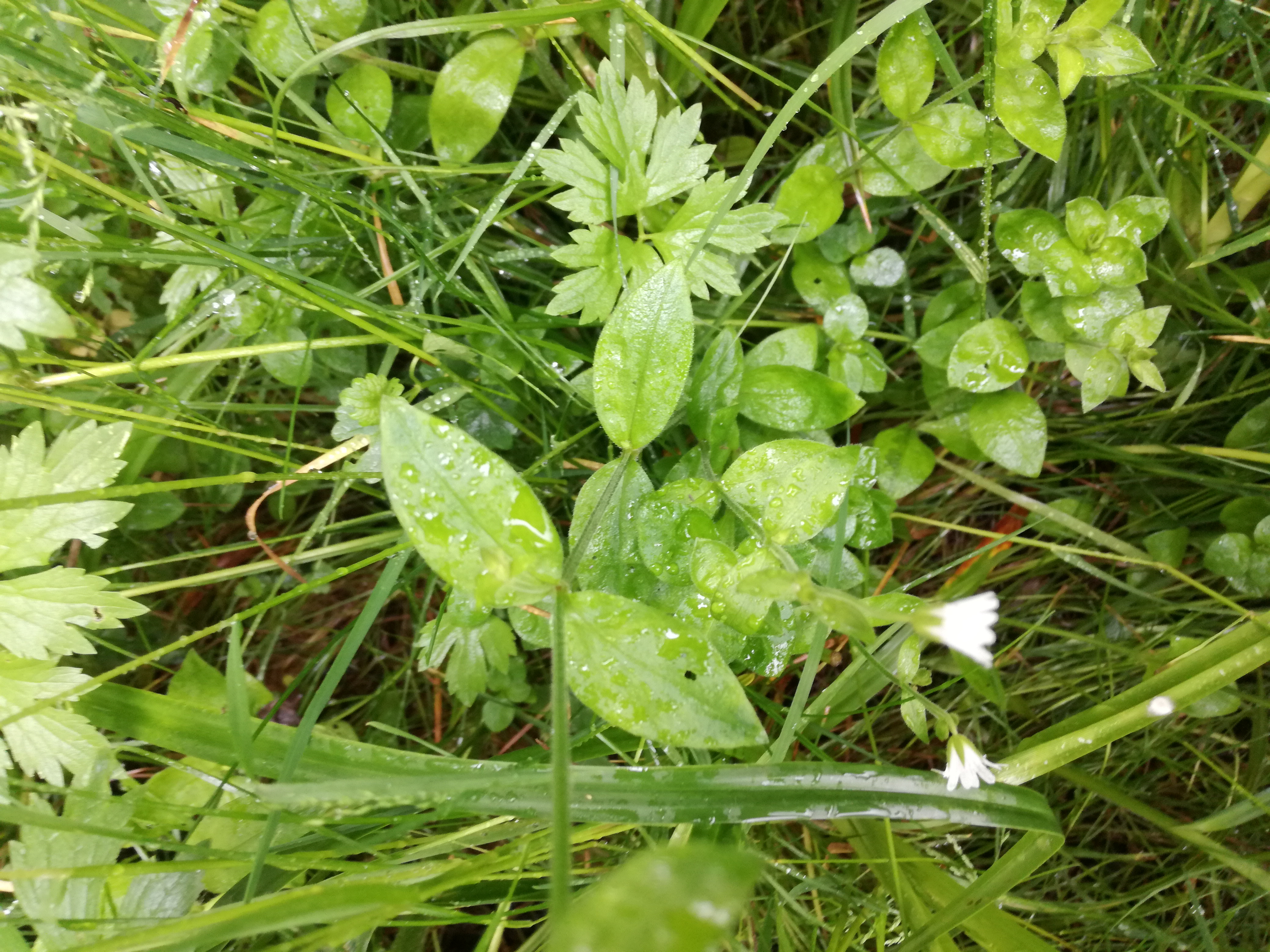 15052018115058 3627 art 2181 img 20180514 135637