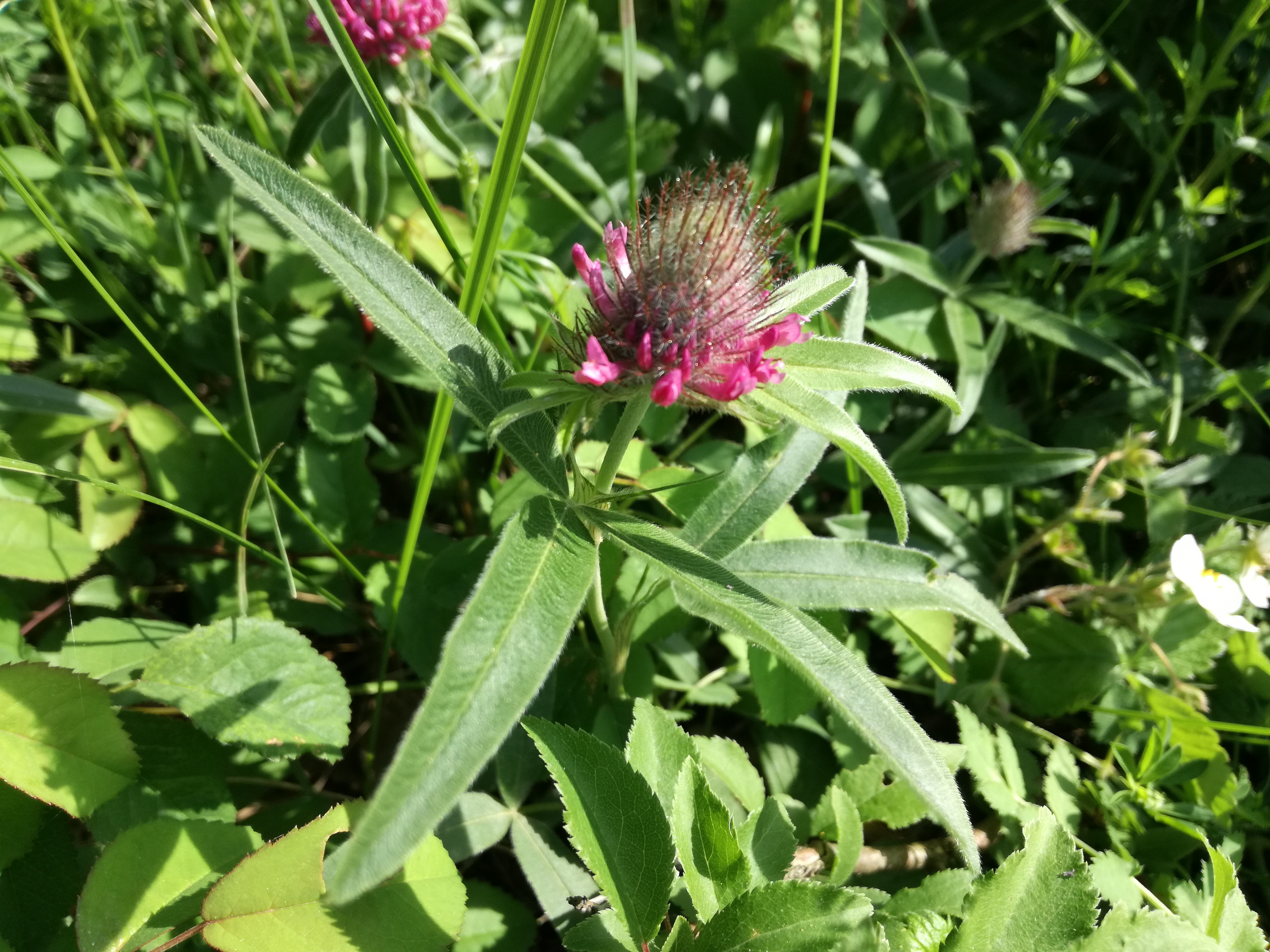 15052018130354 3628 art 2182 img 20180508 085044