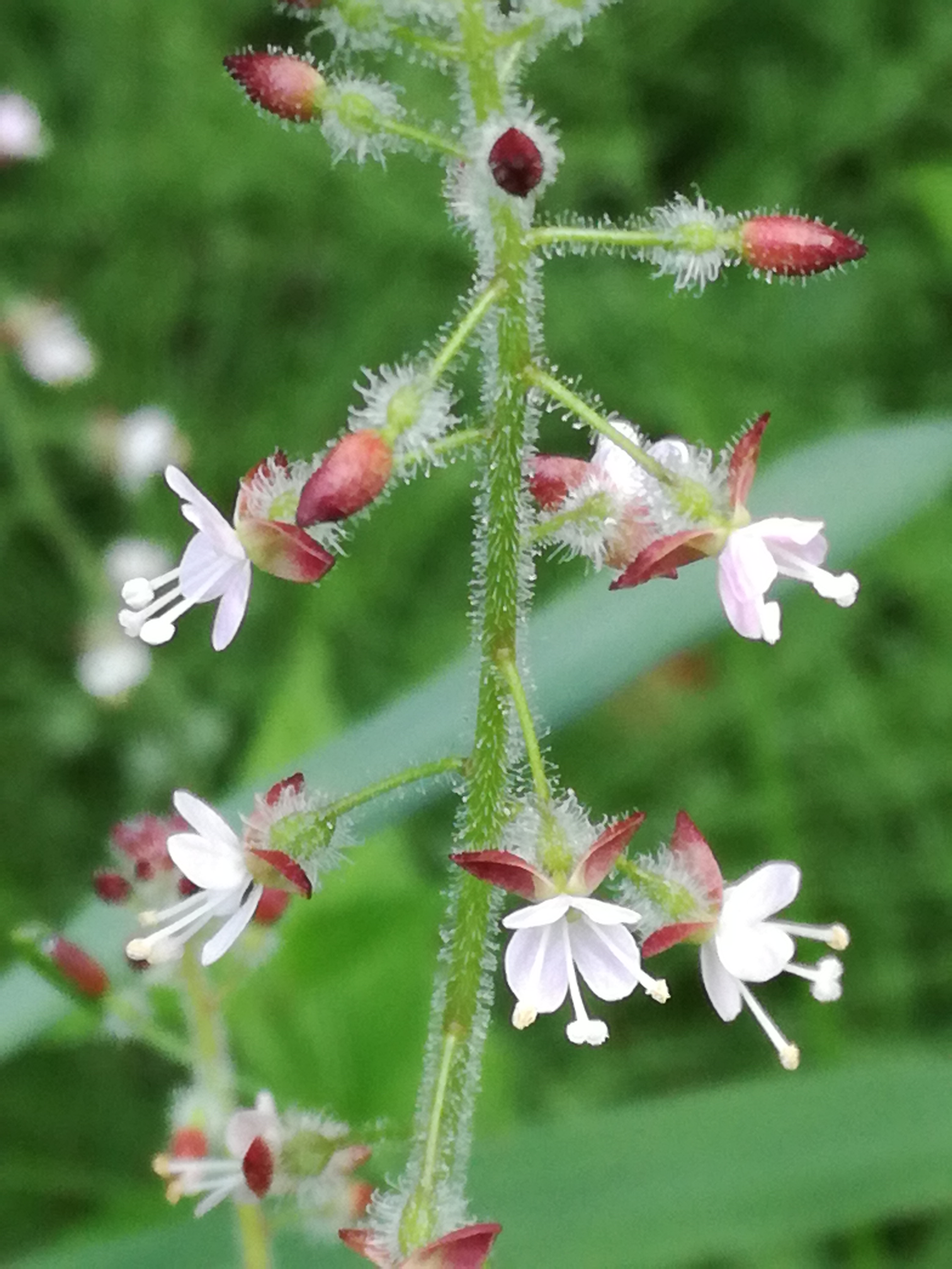 15052018131054 3629 art 1328 img 20170809 082525