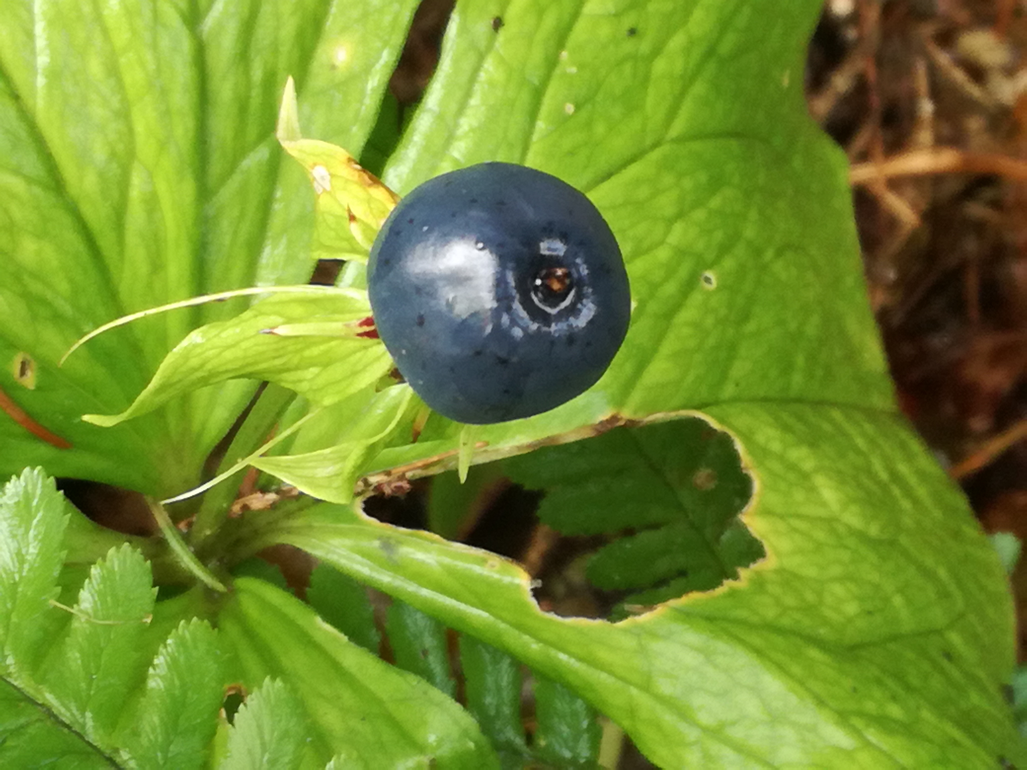 15052018131356 3630 art 1422 img 20170810 104557