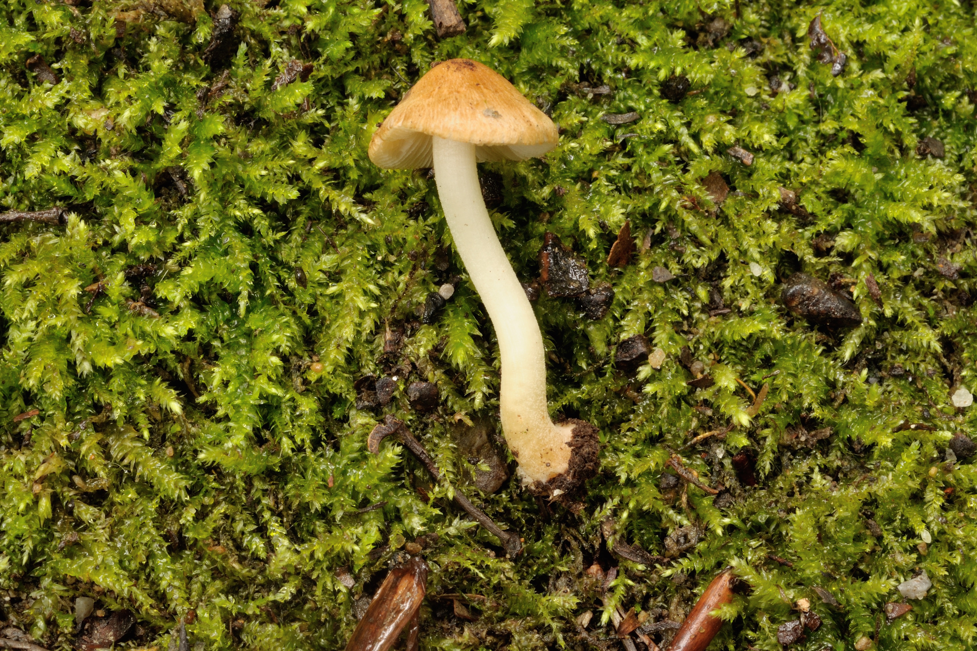 15052018195110 3631 art 2183 inocybe mixtilis gerandetknolliger risspilz