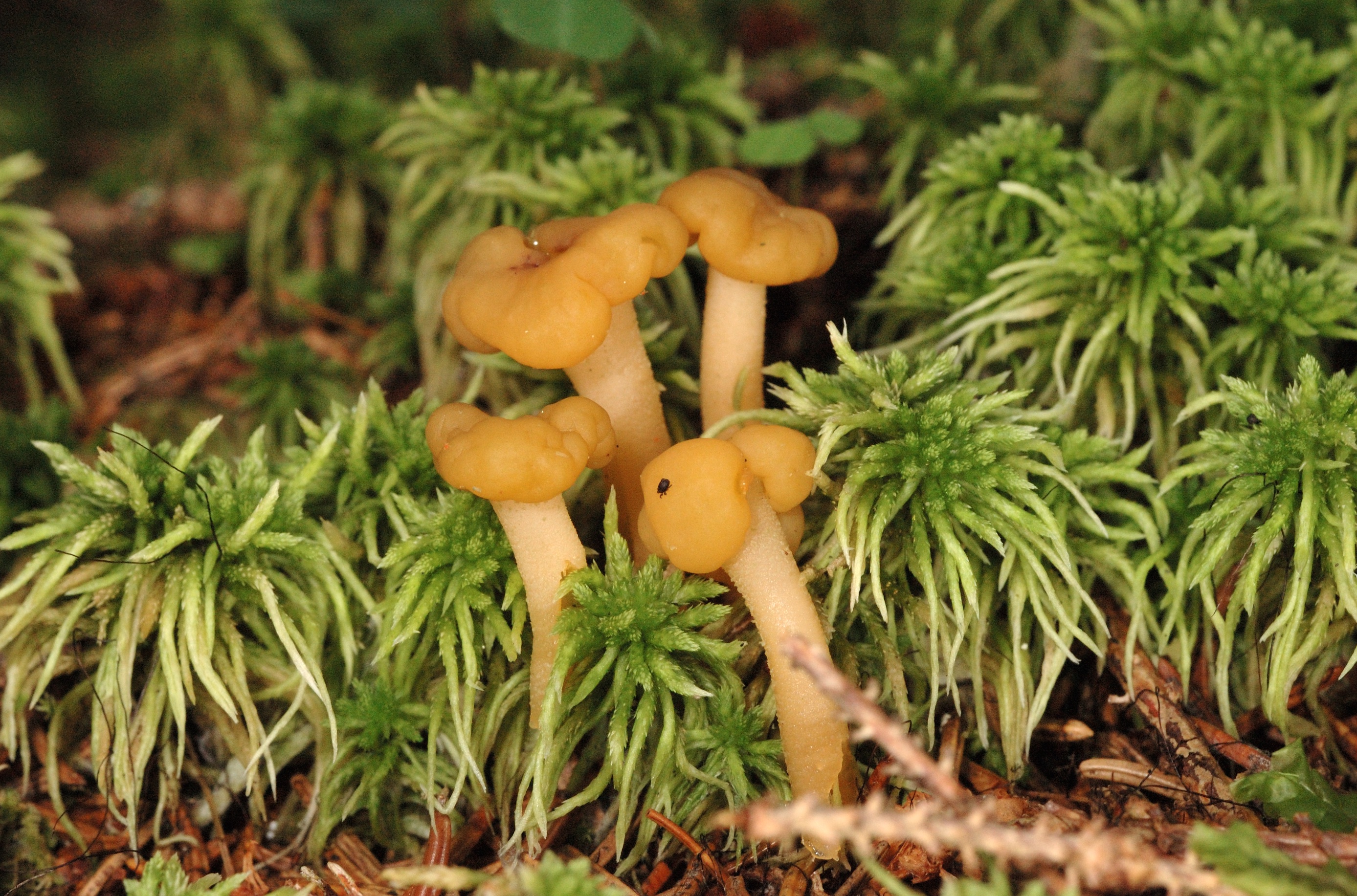 15052018195954 3632 art 2184 dsc 0202