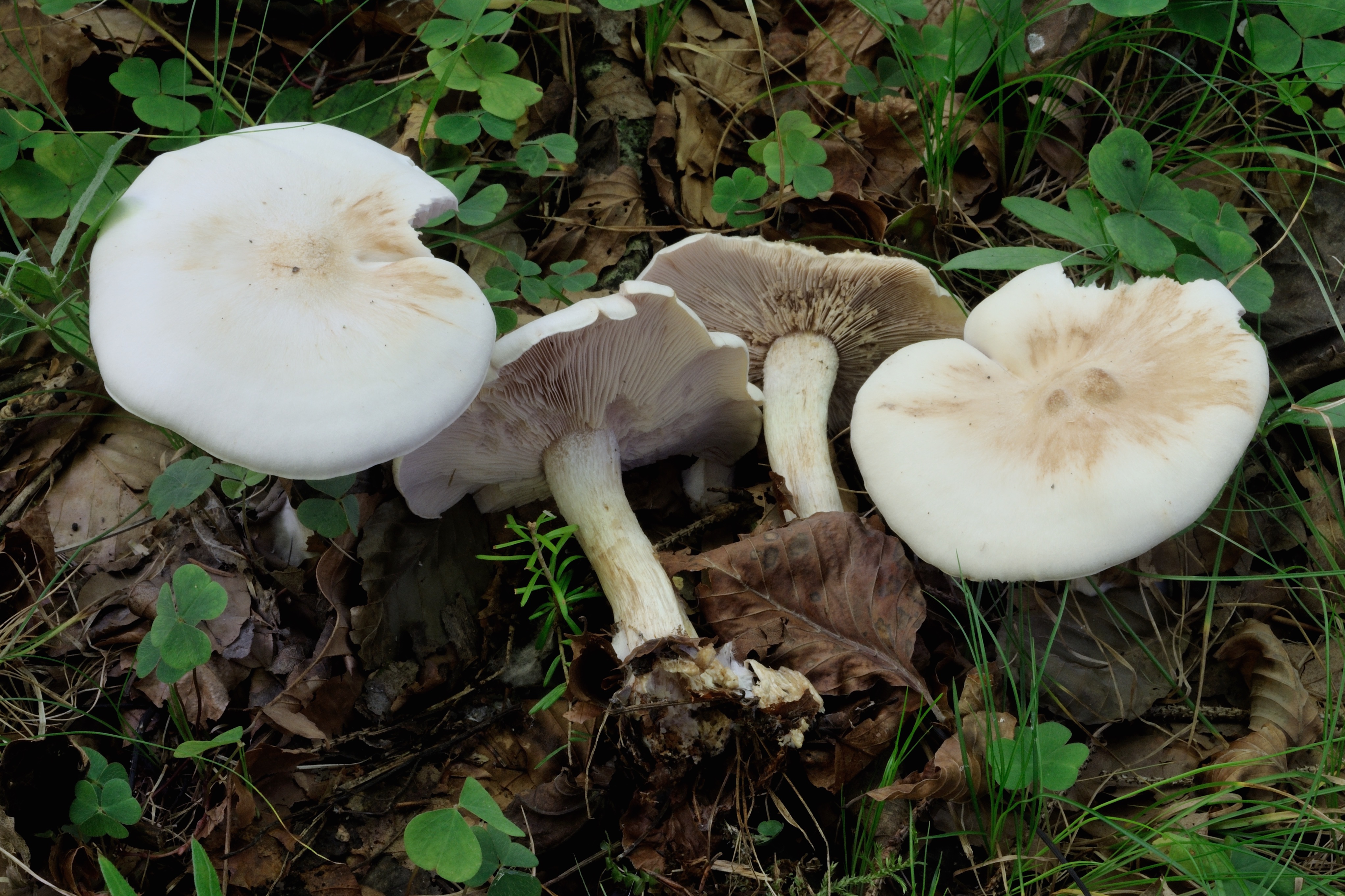 15052018201409 3633 art 2185 2016 08 27 frastanz u 1