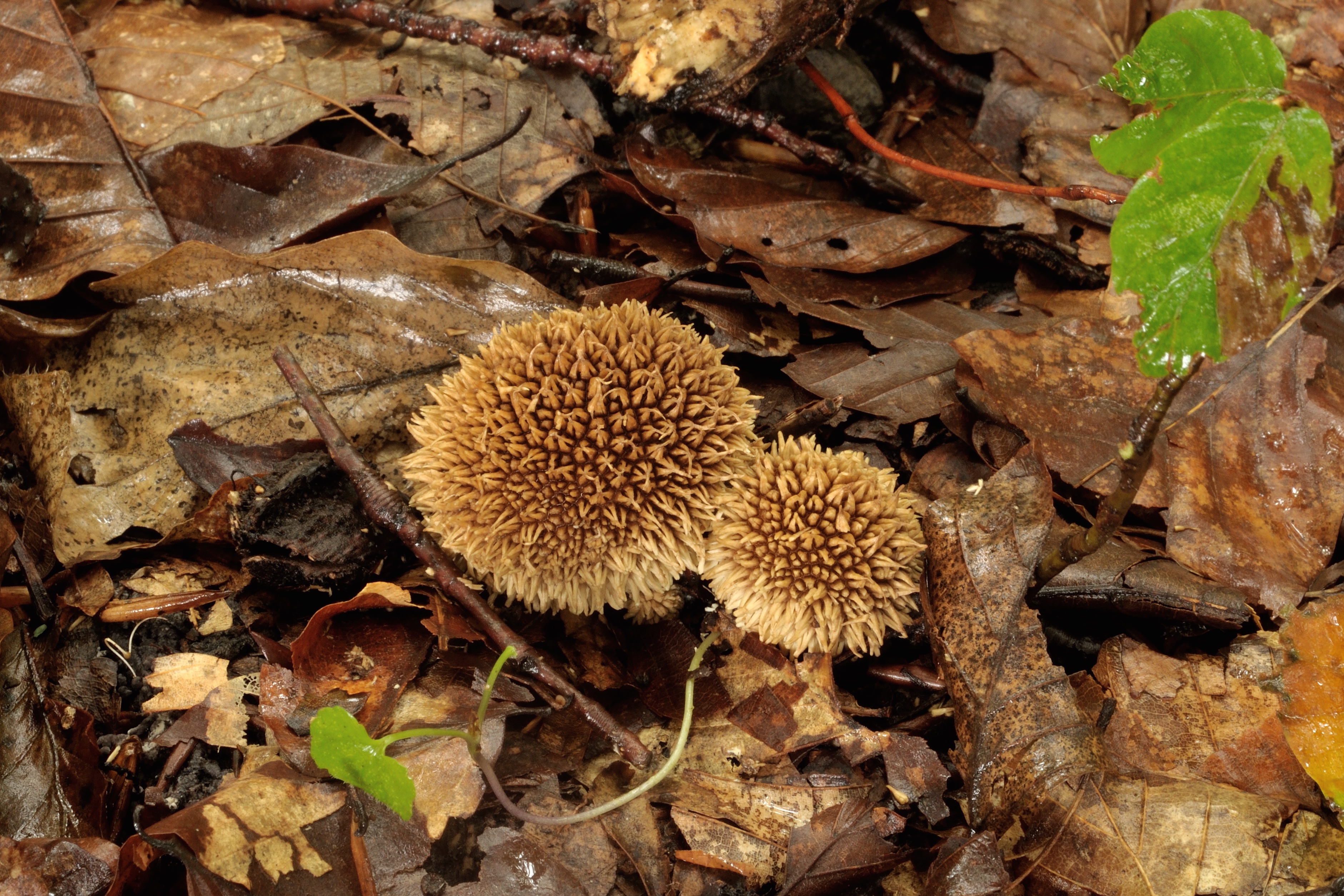 15052018202100 3634 art 2186 2010 09 18 kloch st anna 038