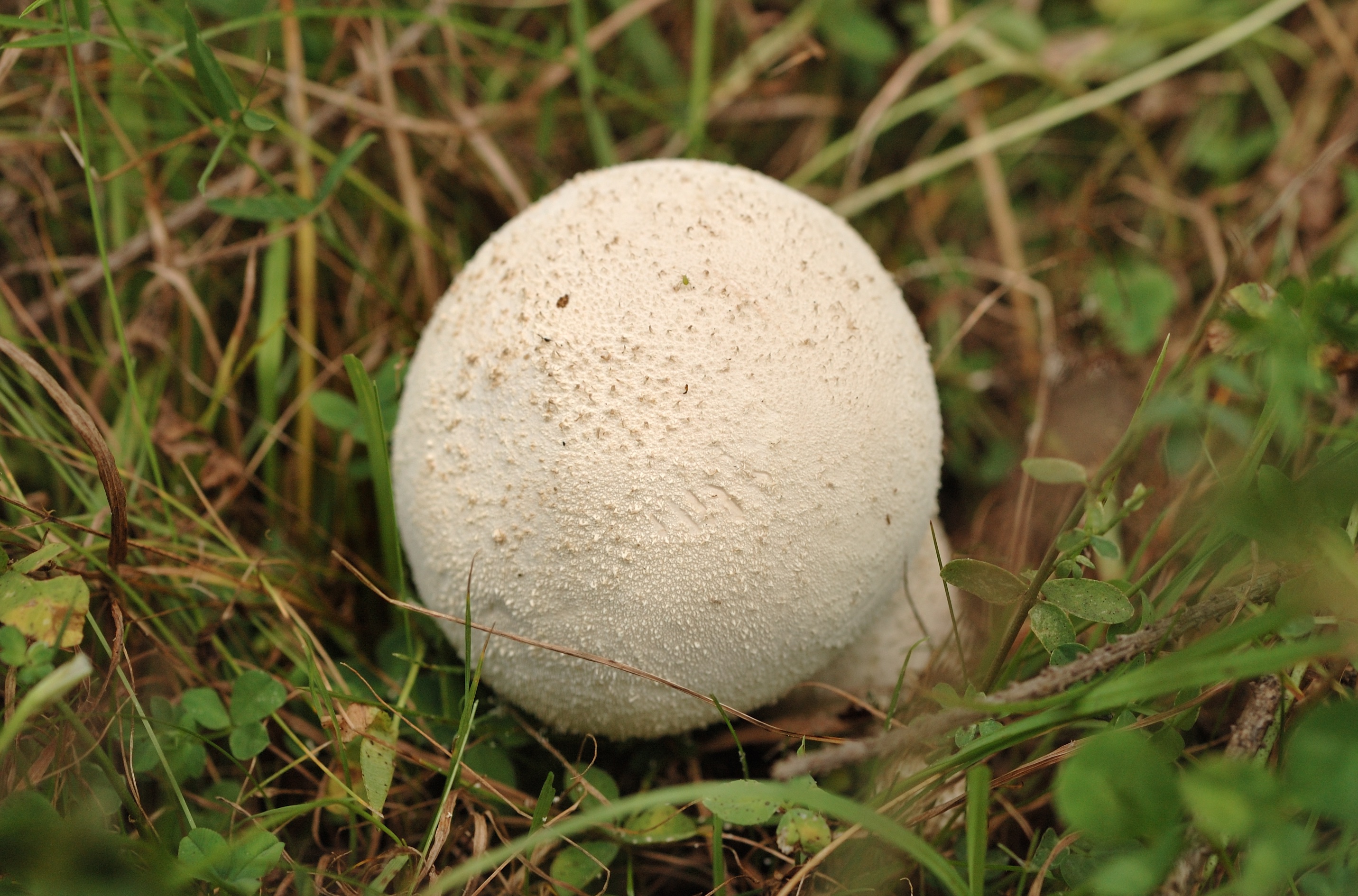 15052018203222 3635 art 2187 dsc 0221