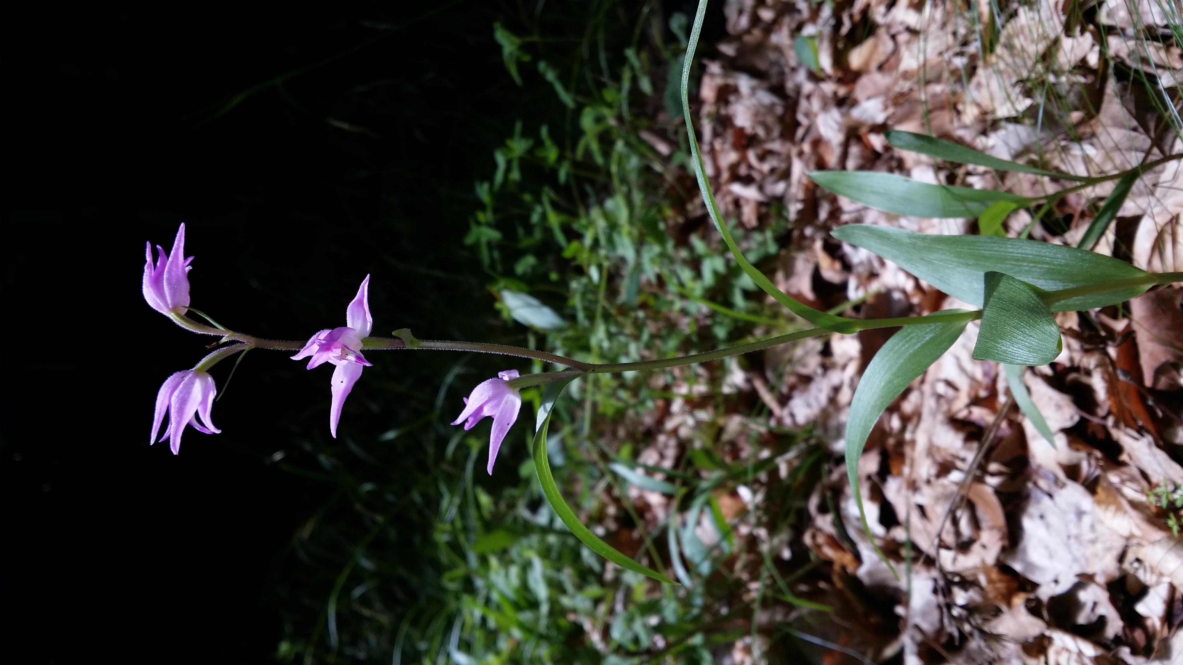 15062016002721 2825 art 1752 20160614 rotes waldvogelein 1