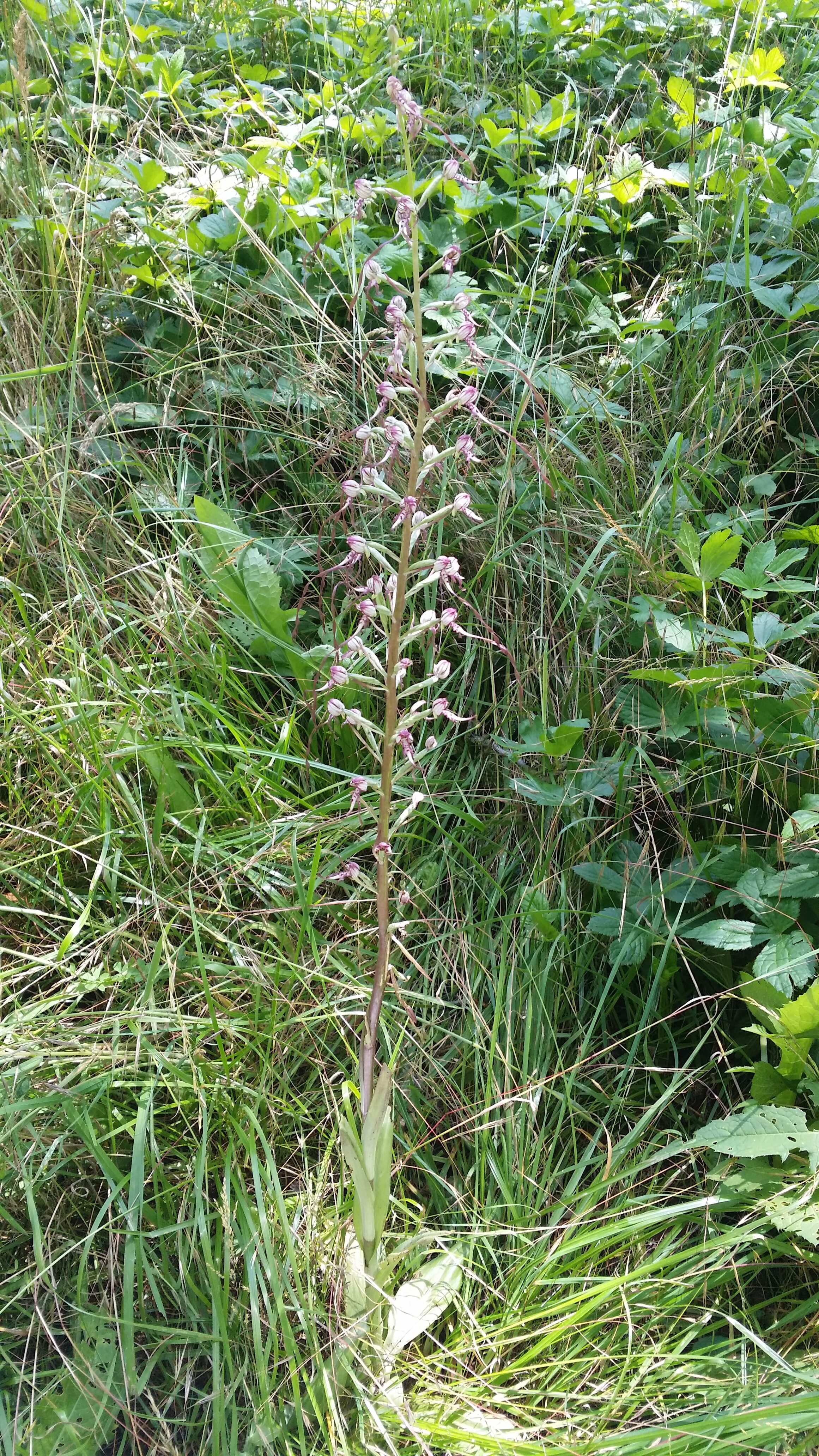 15062016004543 2827 art 1754 20160614 adriatische riemenzunge 3