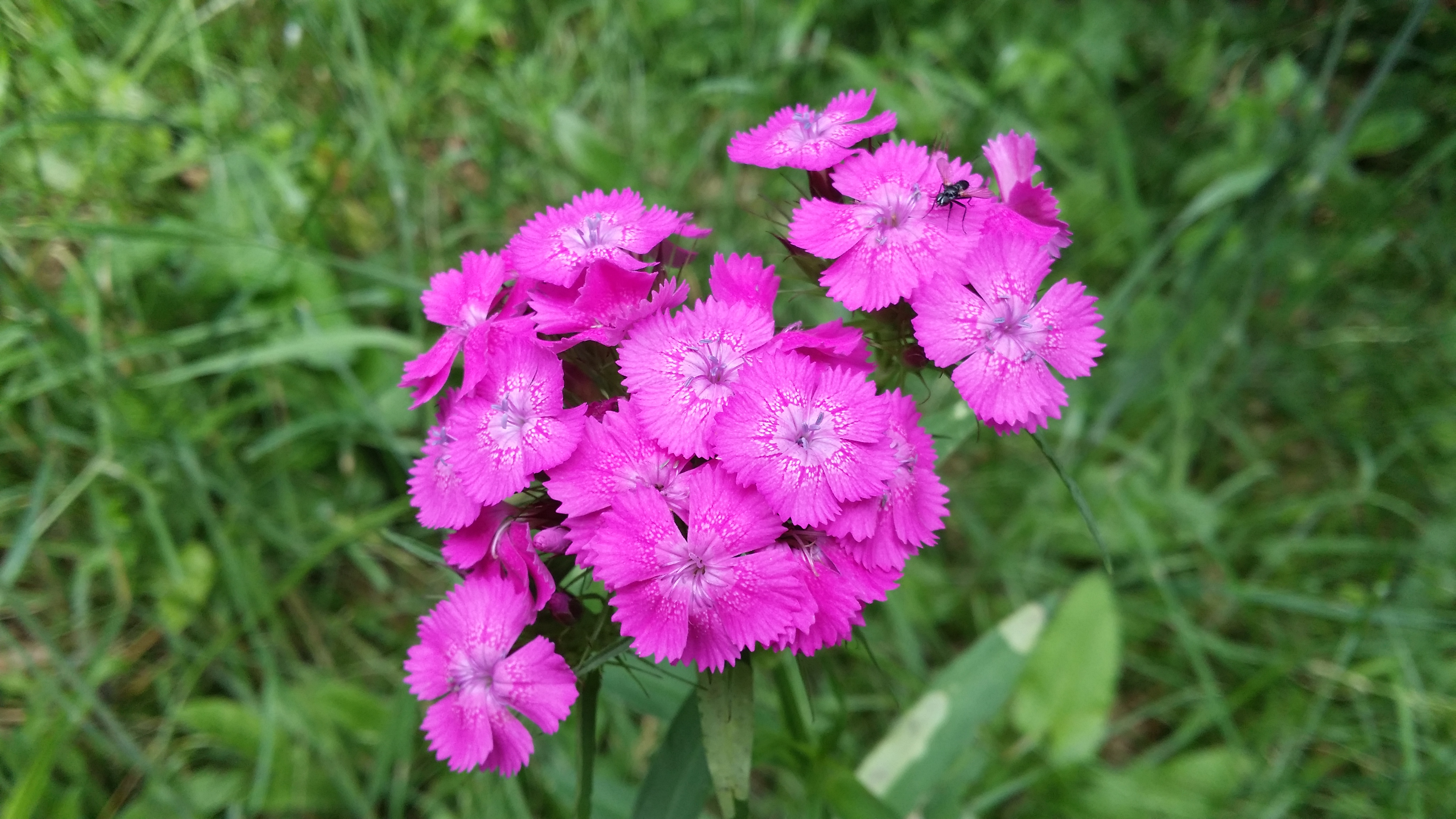 15062016013143 2833 art 1543 20160611 dianthus armeria