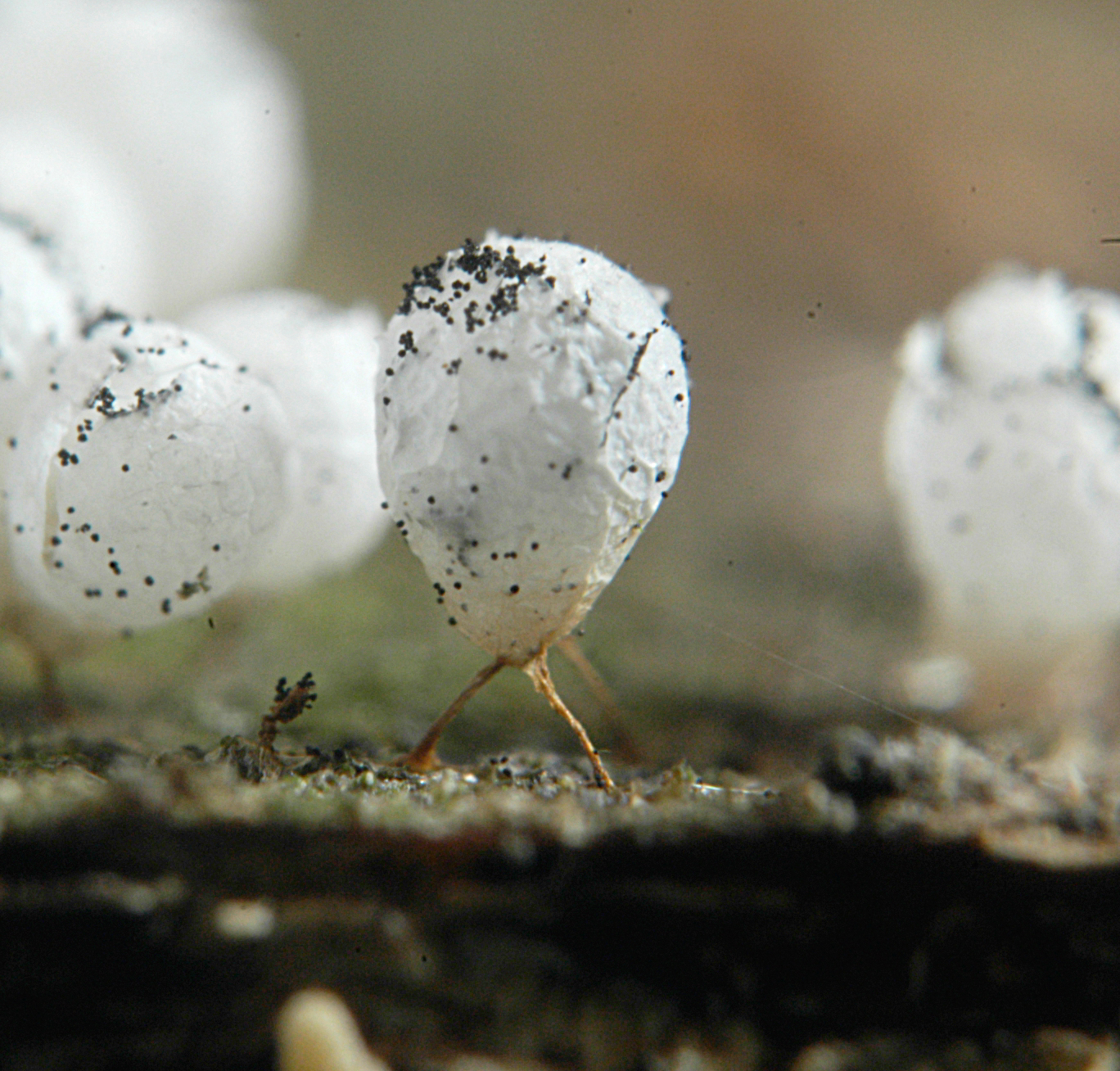 15072013105237 1126 art 510 bad capsulifera v c 5213 b1 kopie