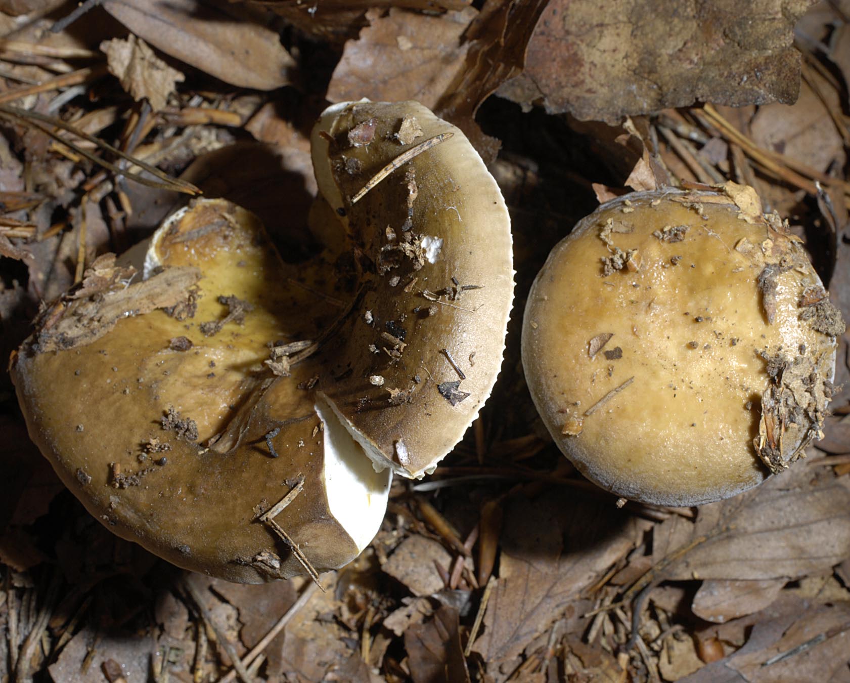 15072013113542 1127 art 240 rus integra 5701 135