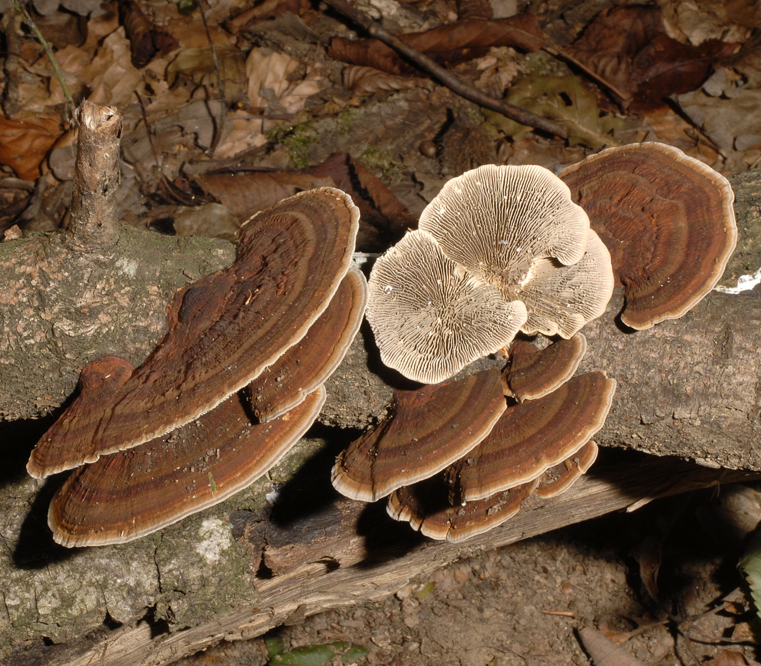 15072013115955 1128 art 781 6825 dae confragosa v tricolor e4