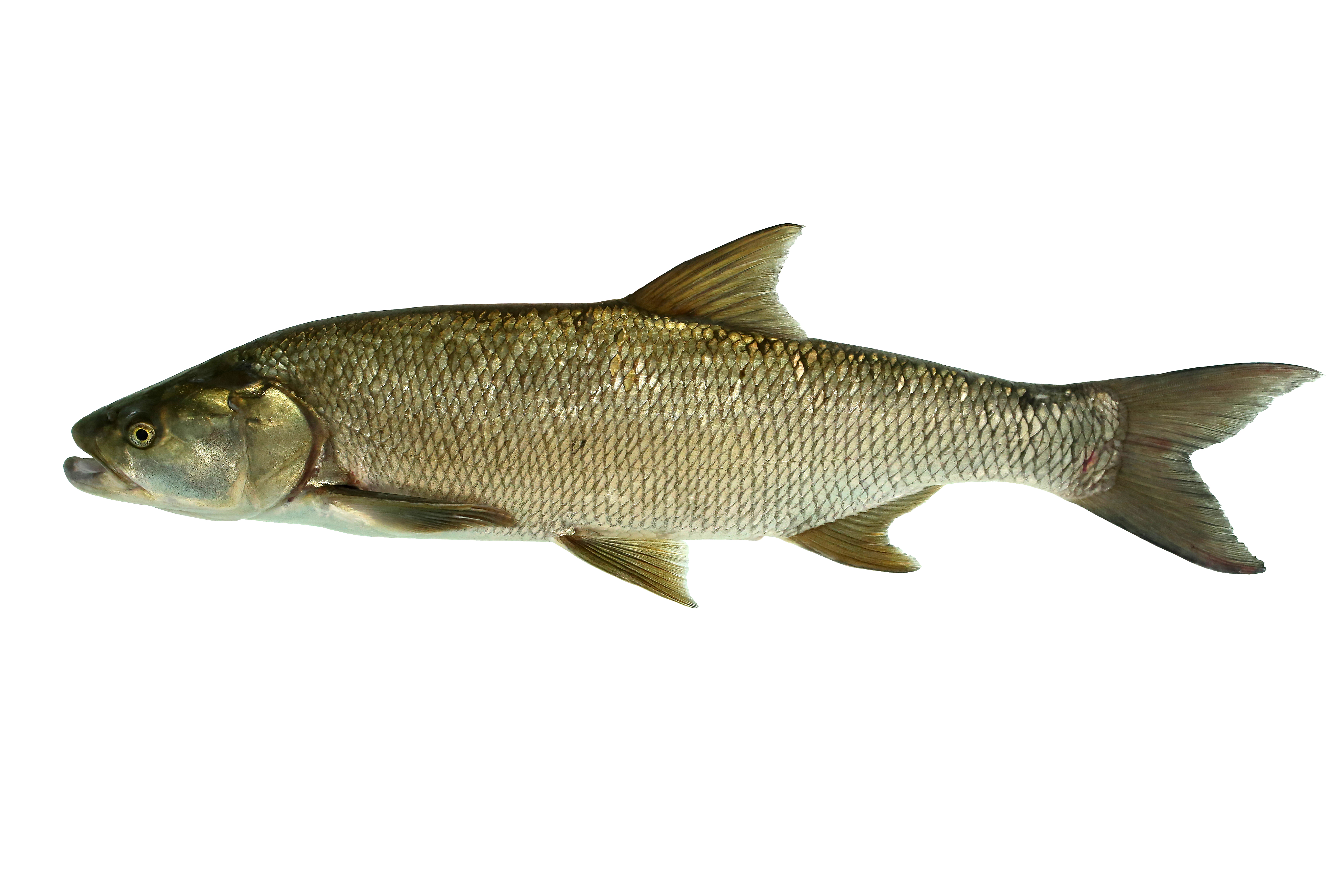 15072014000555 2553 art 1117 rapfen