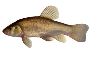 15072014000855 2554 art 1120 schleie