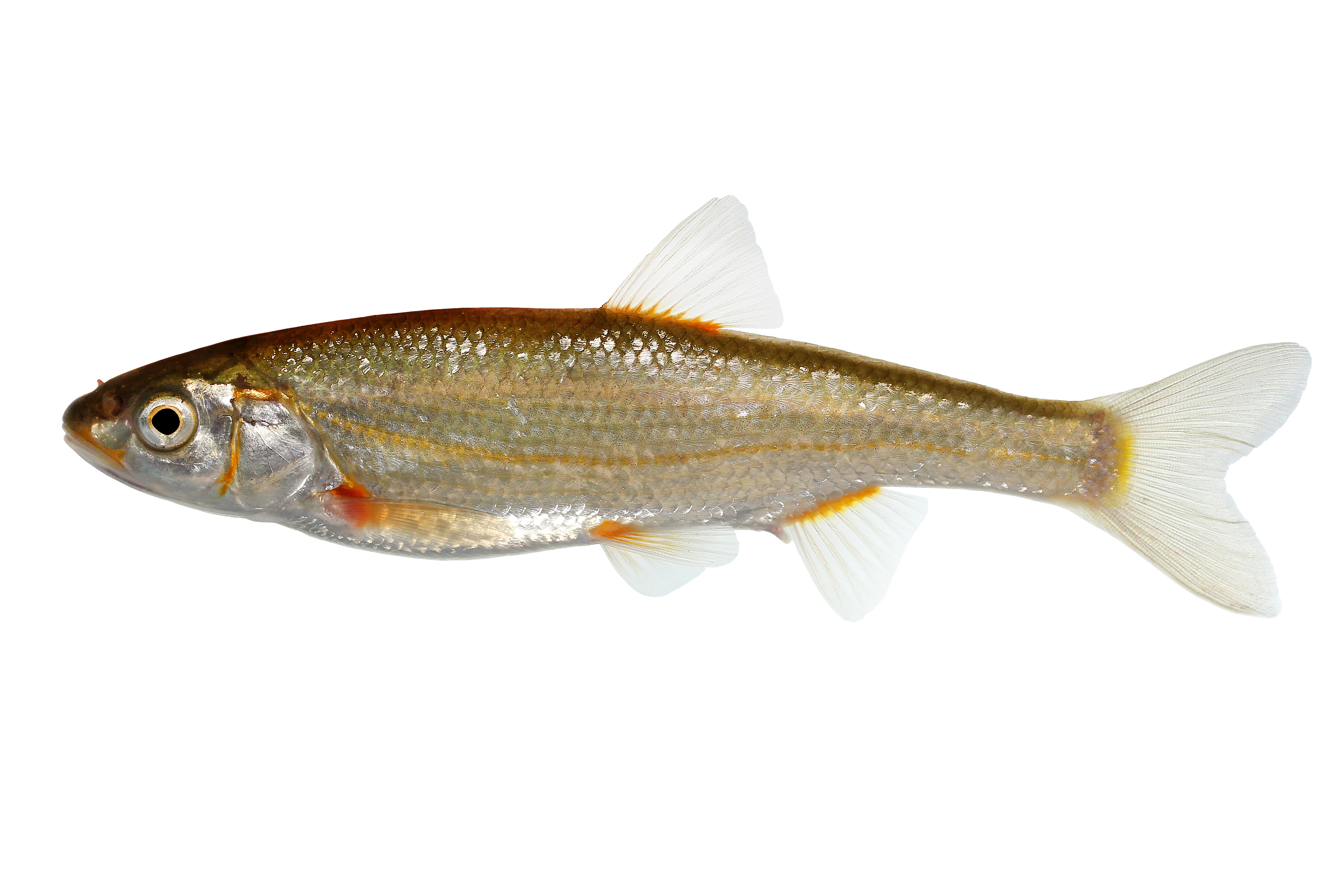 15072014001114 2555 art 1166 stromer