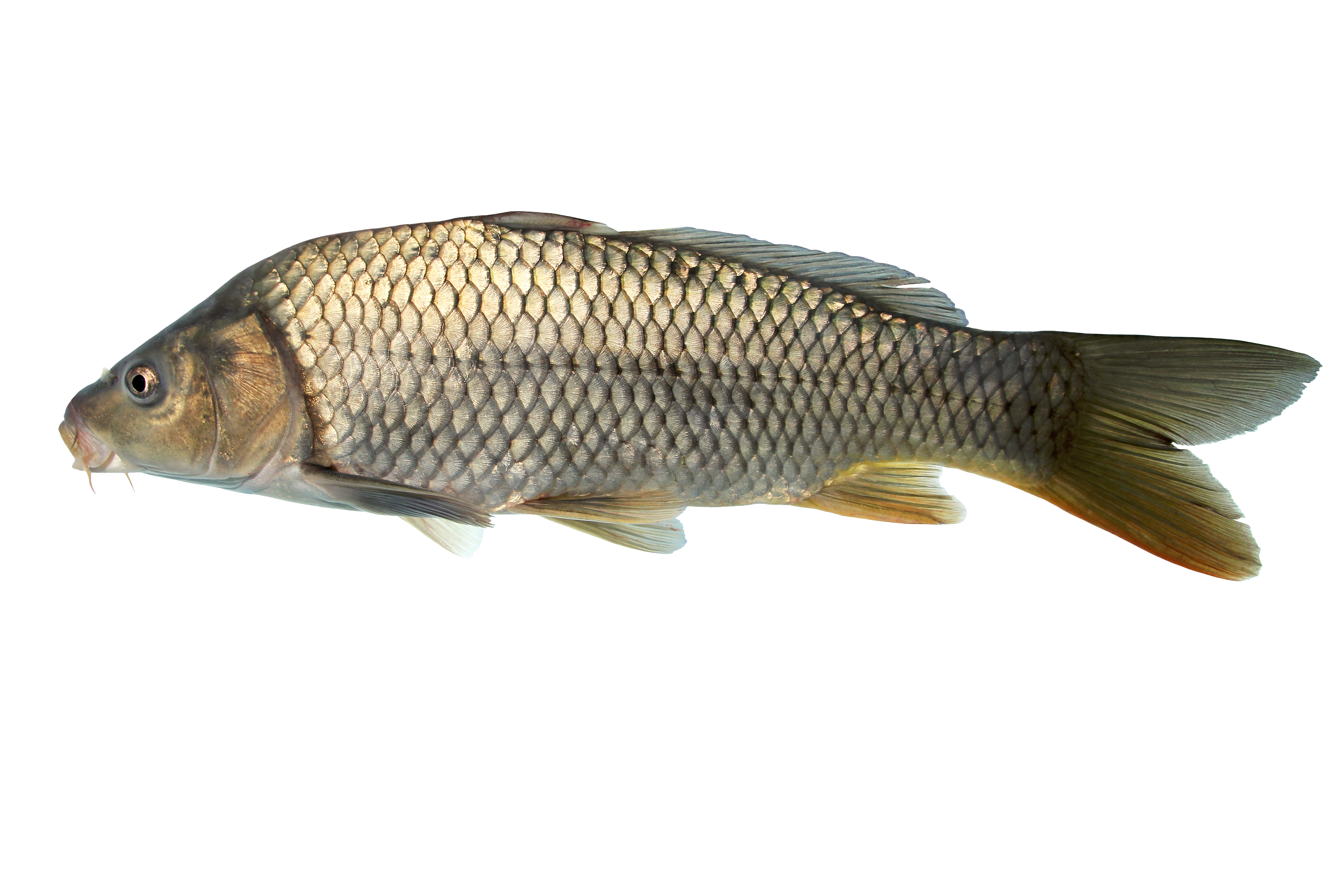 15072014001806 2558 art 1134 wildkarpfen