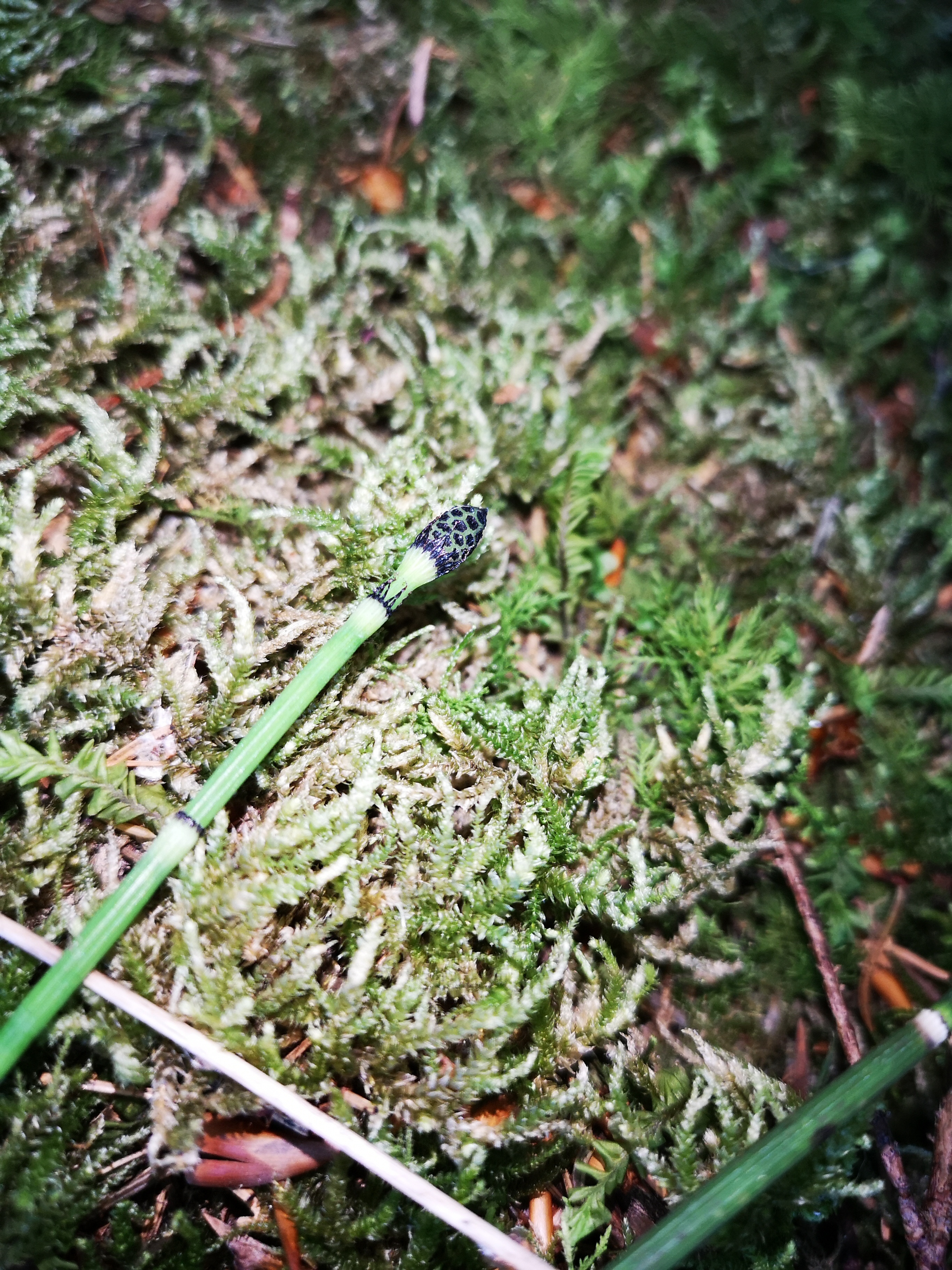 15082018200243 3848 art 2284 img 20180813 180343