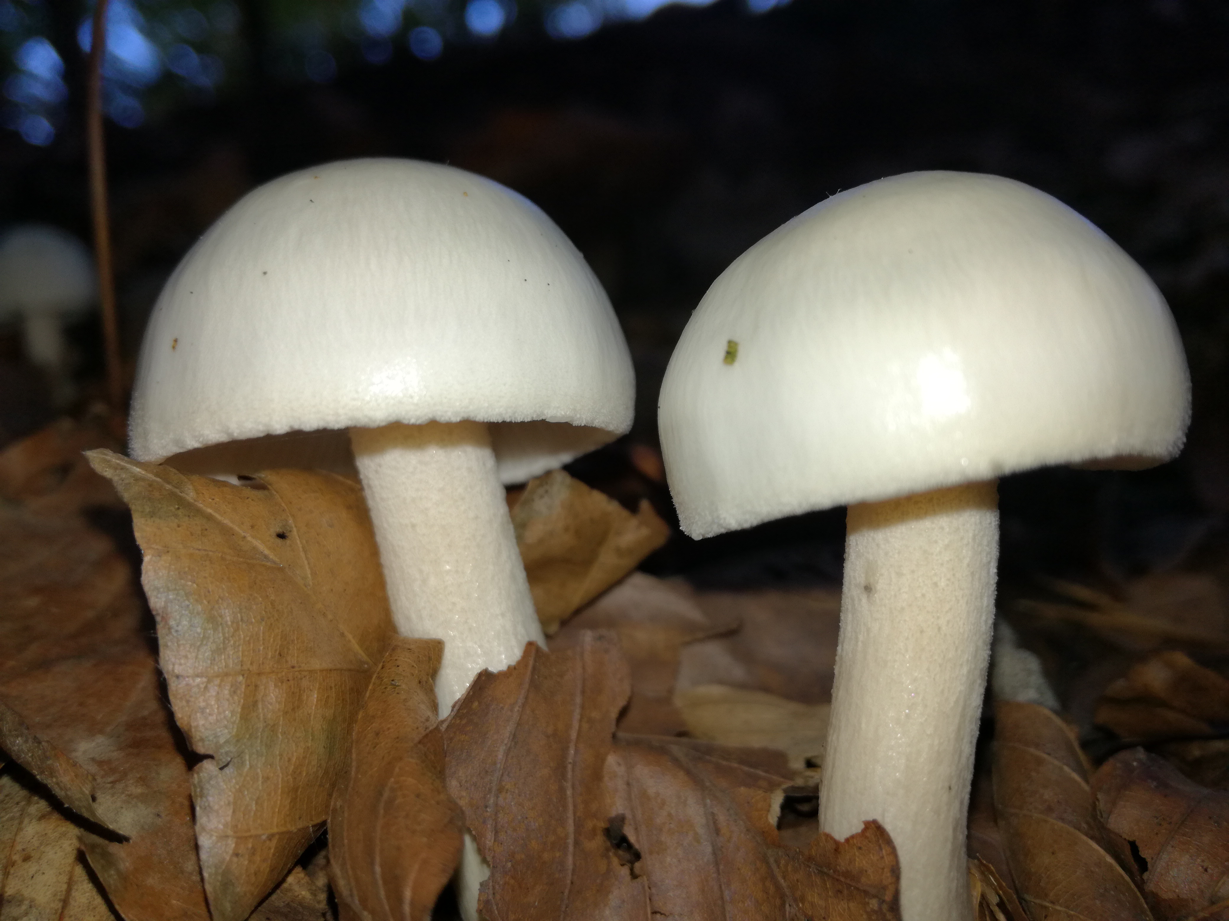 15102017195243 3083 art 1854 img 20171002 103810