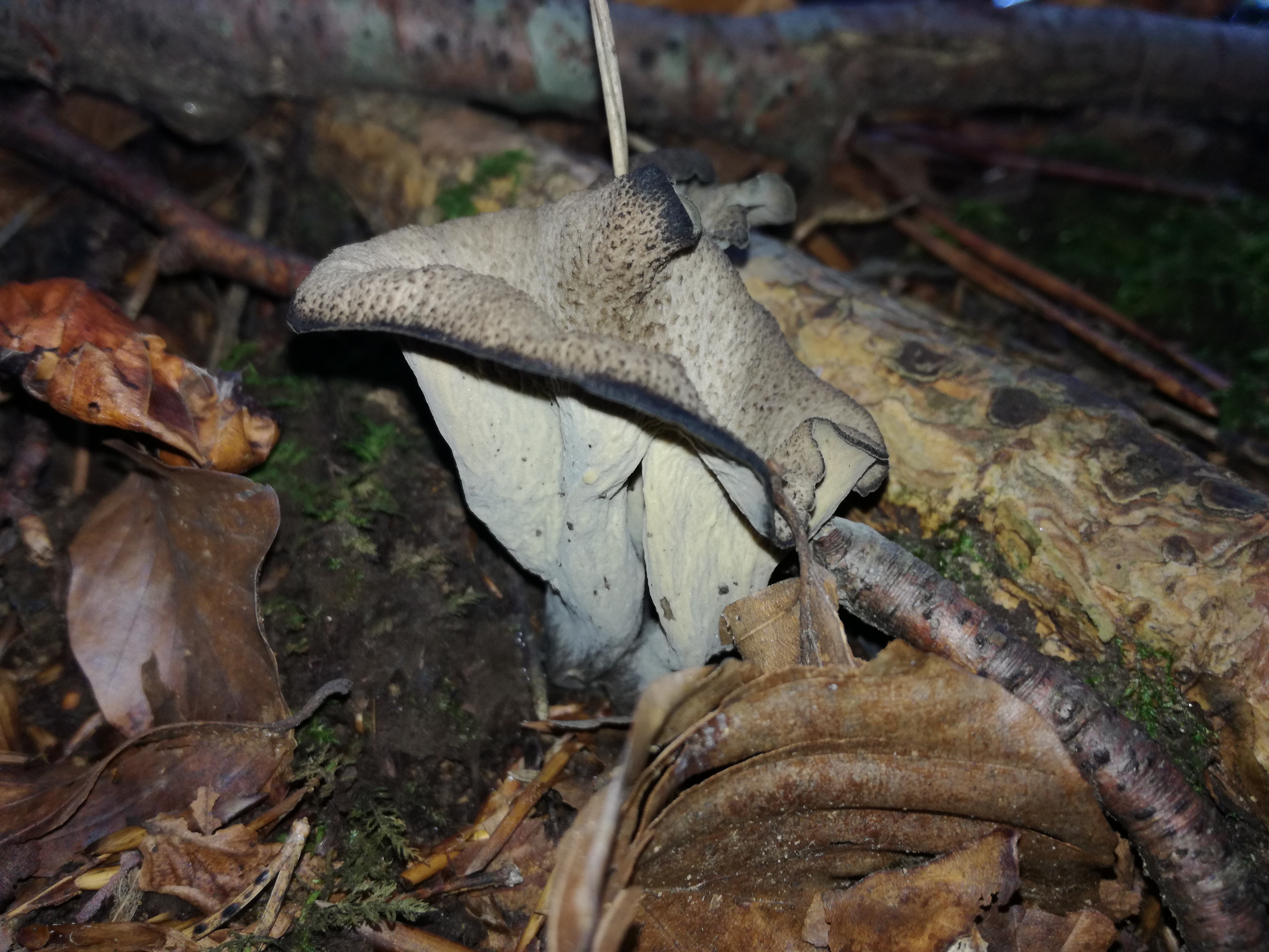 15102017202210 3086 art 1855 img 20171002 103855