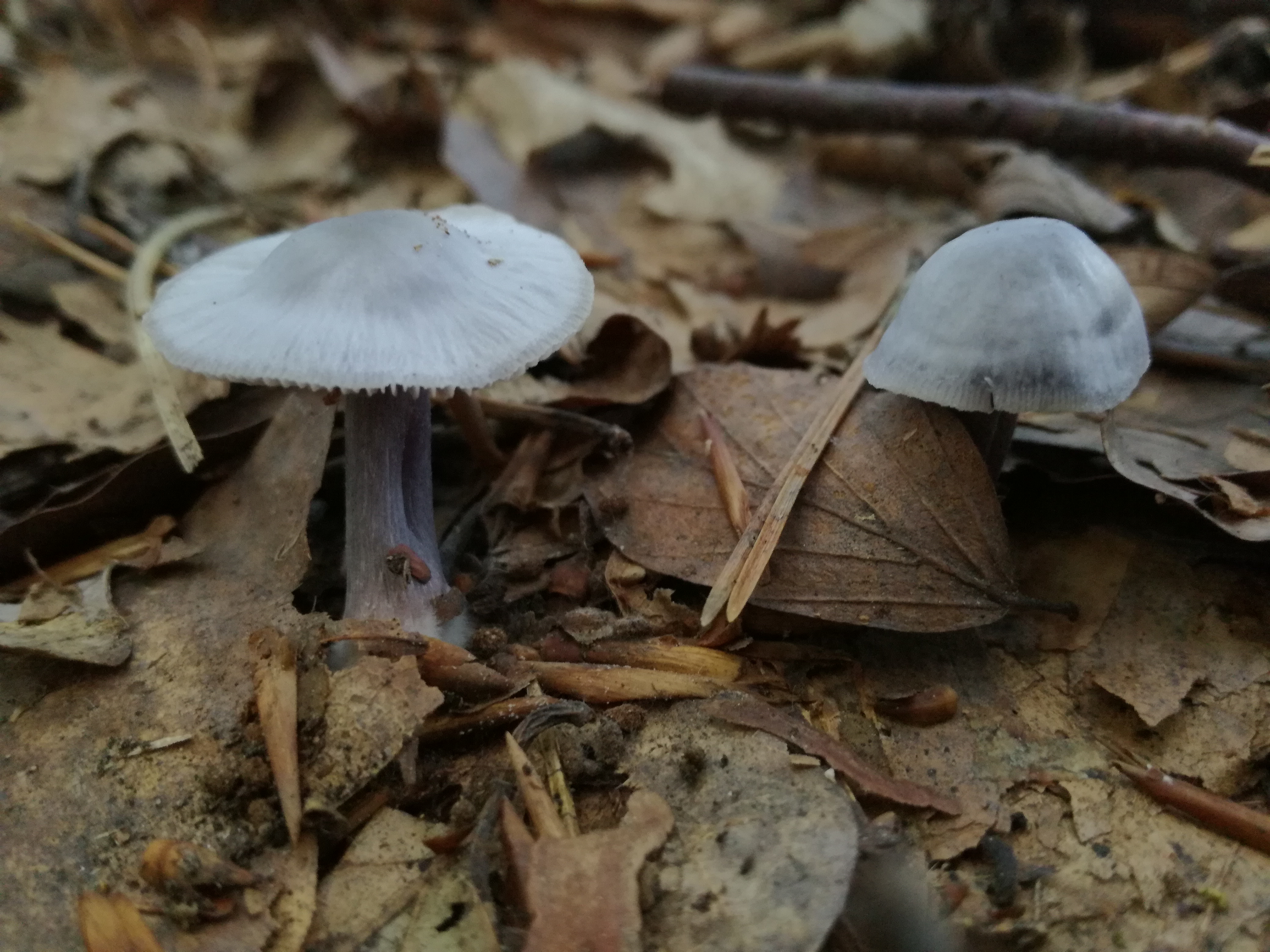 15102017221942 3087 art 1857 img 20171002 103940 2