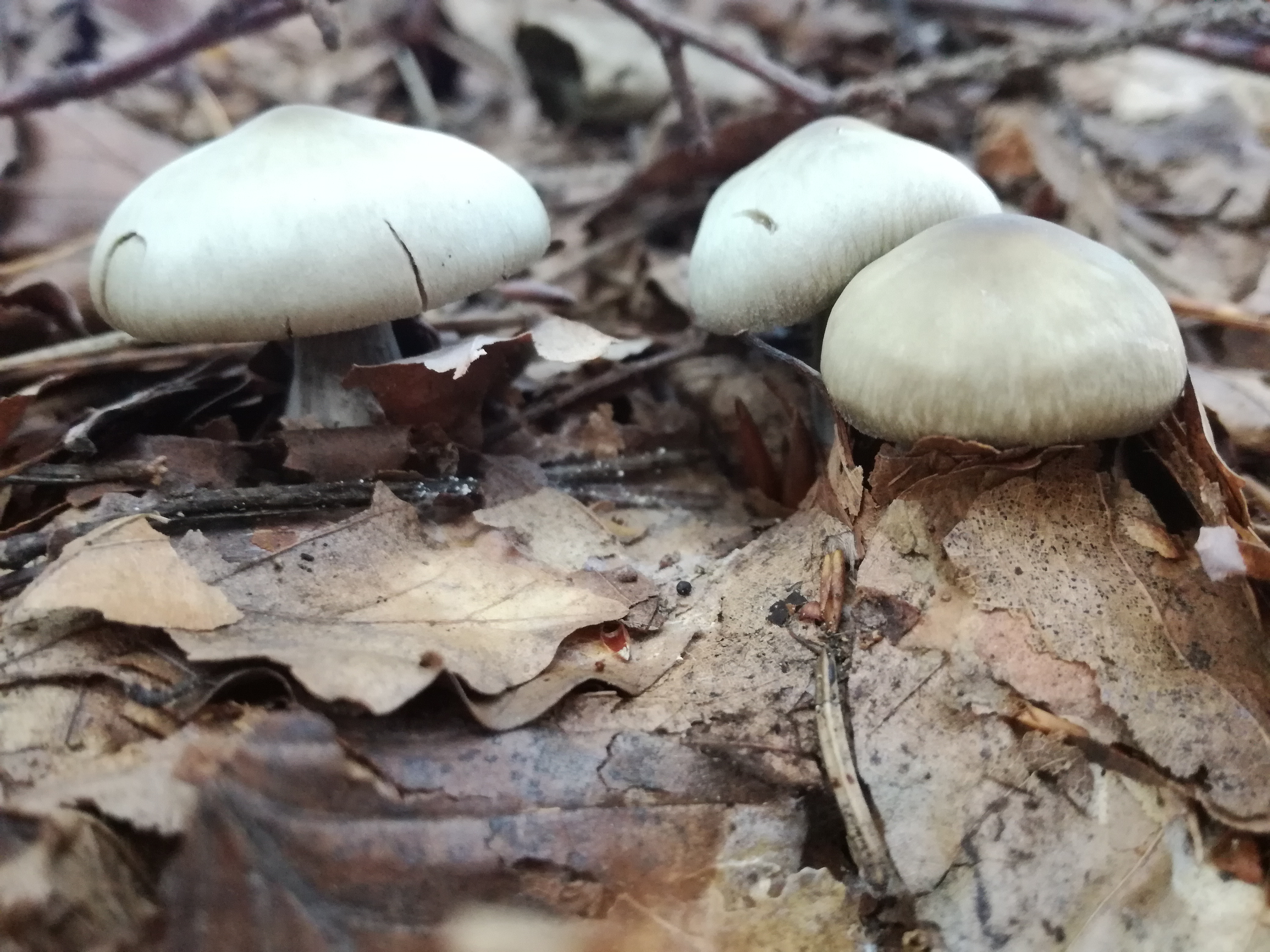 15102017223229 3088 art 1856 img 20171002 104225