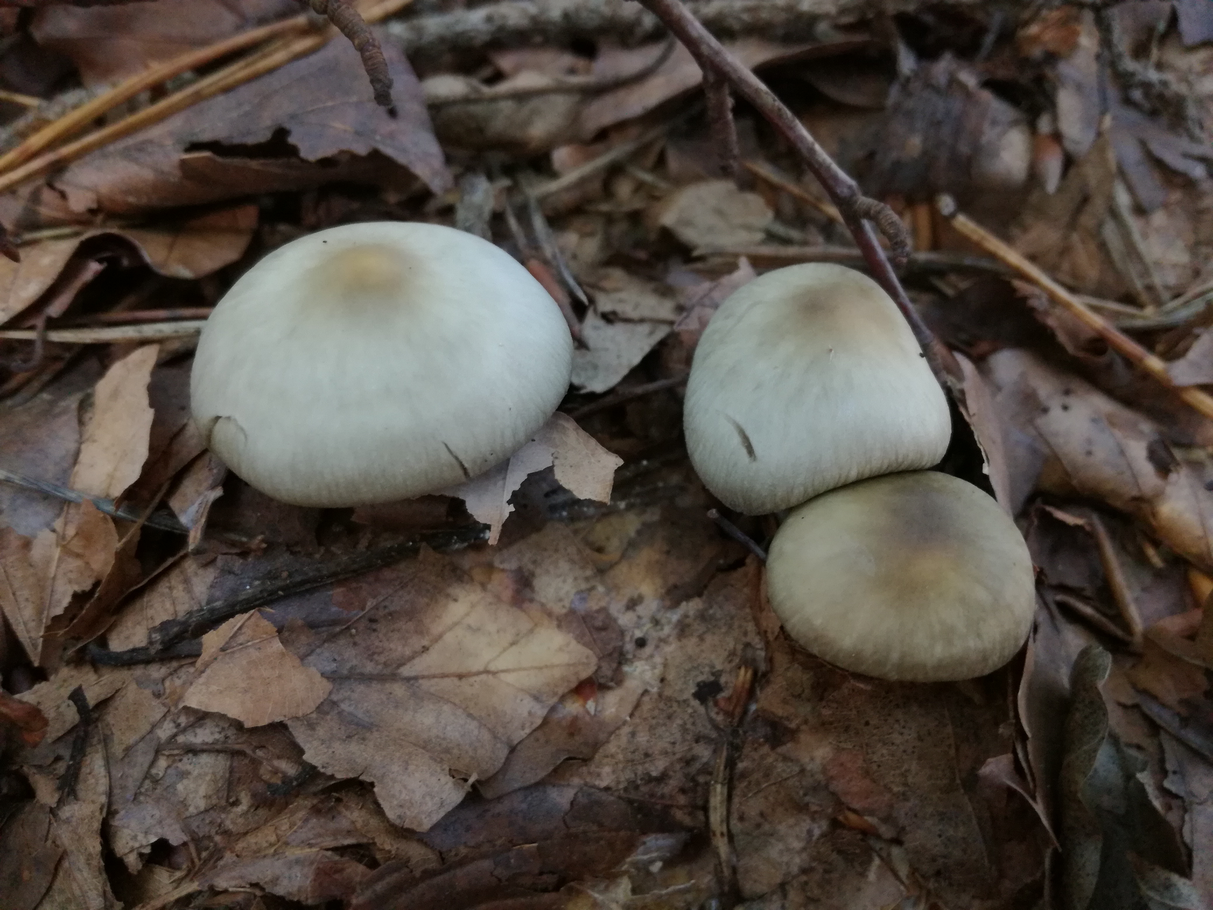 15102017223420 3089 art 1856 img 20171002 104232