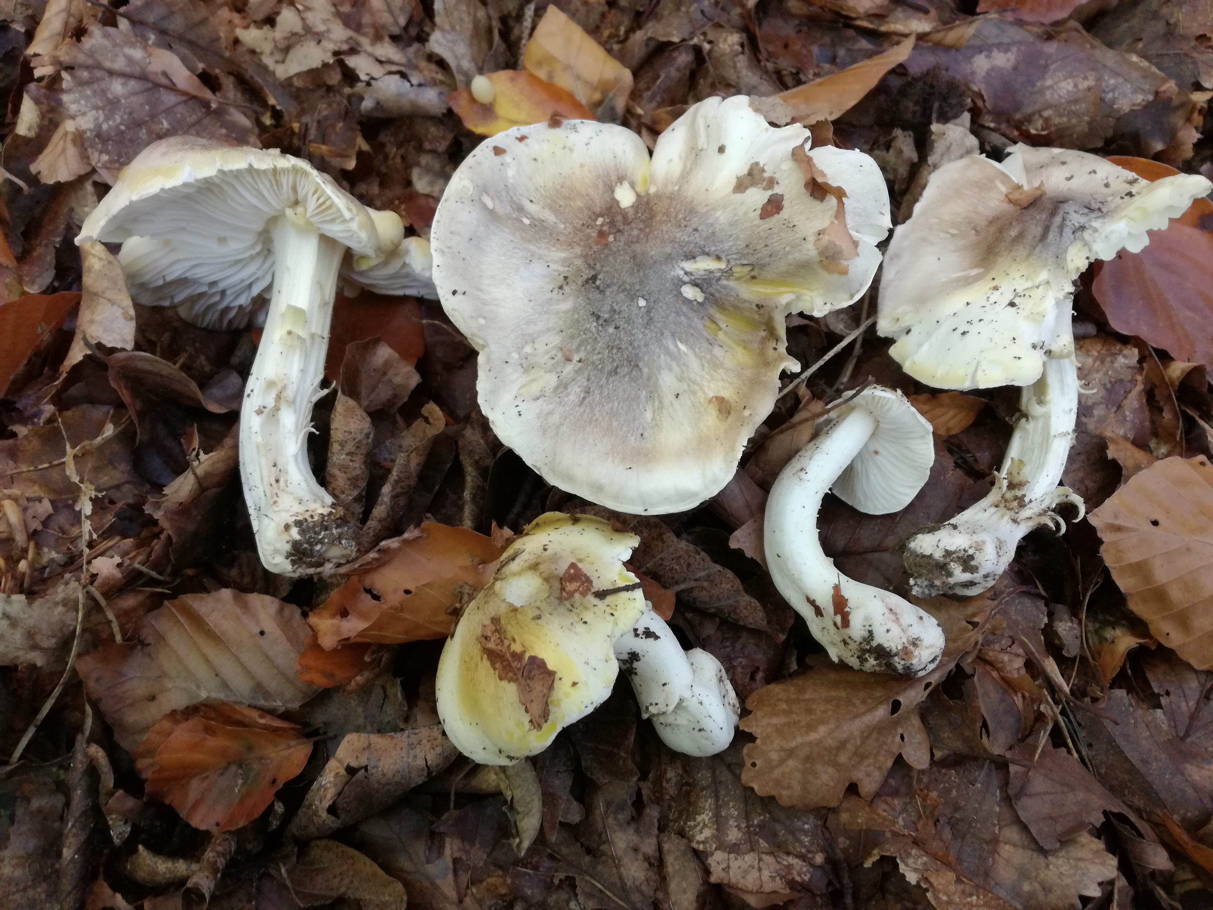 15102017225257 3090 art 1858 img 20171004 111556