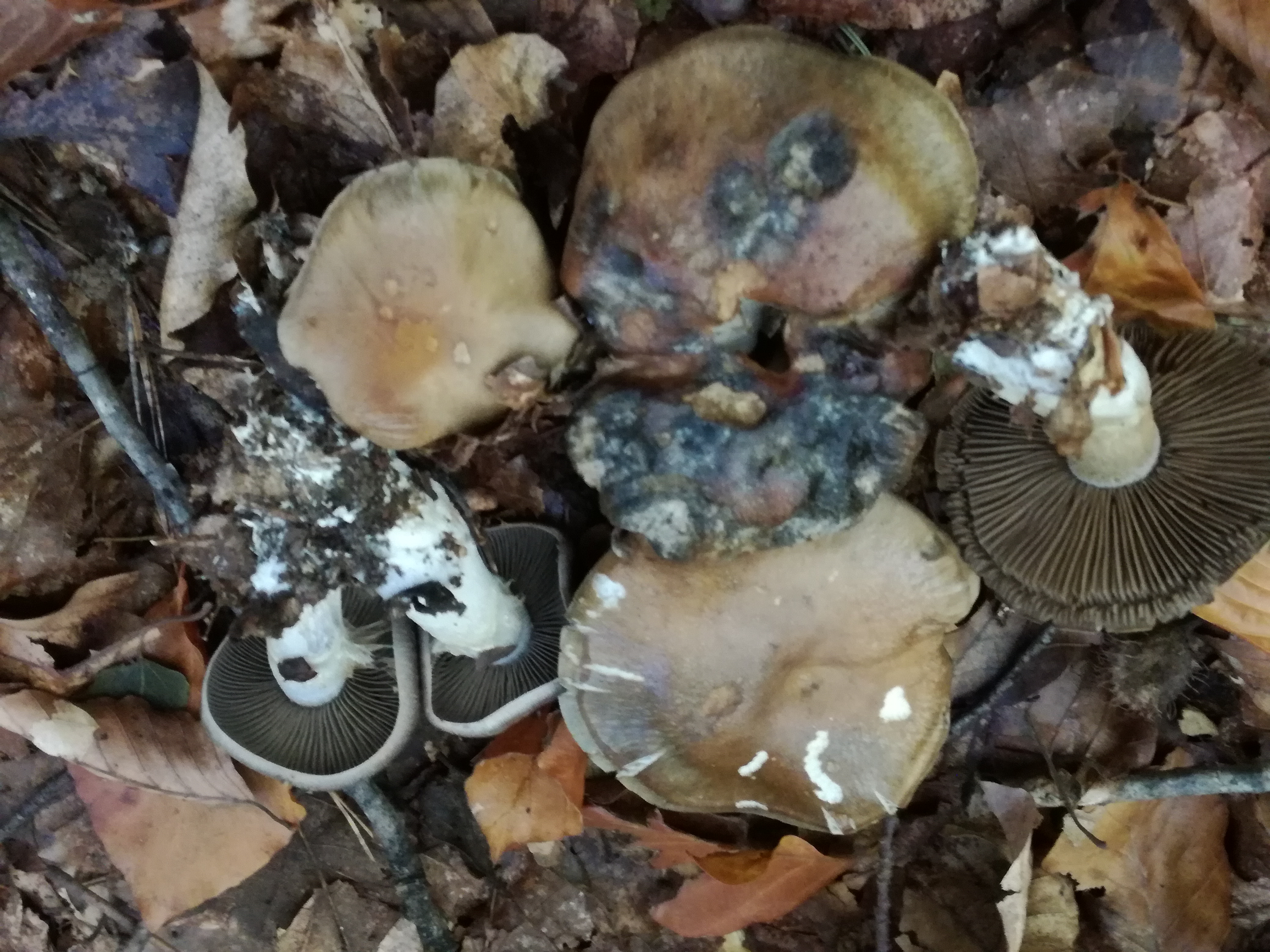 15102017231023 3091 art 1859 img 20171004 112843