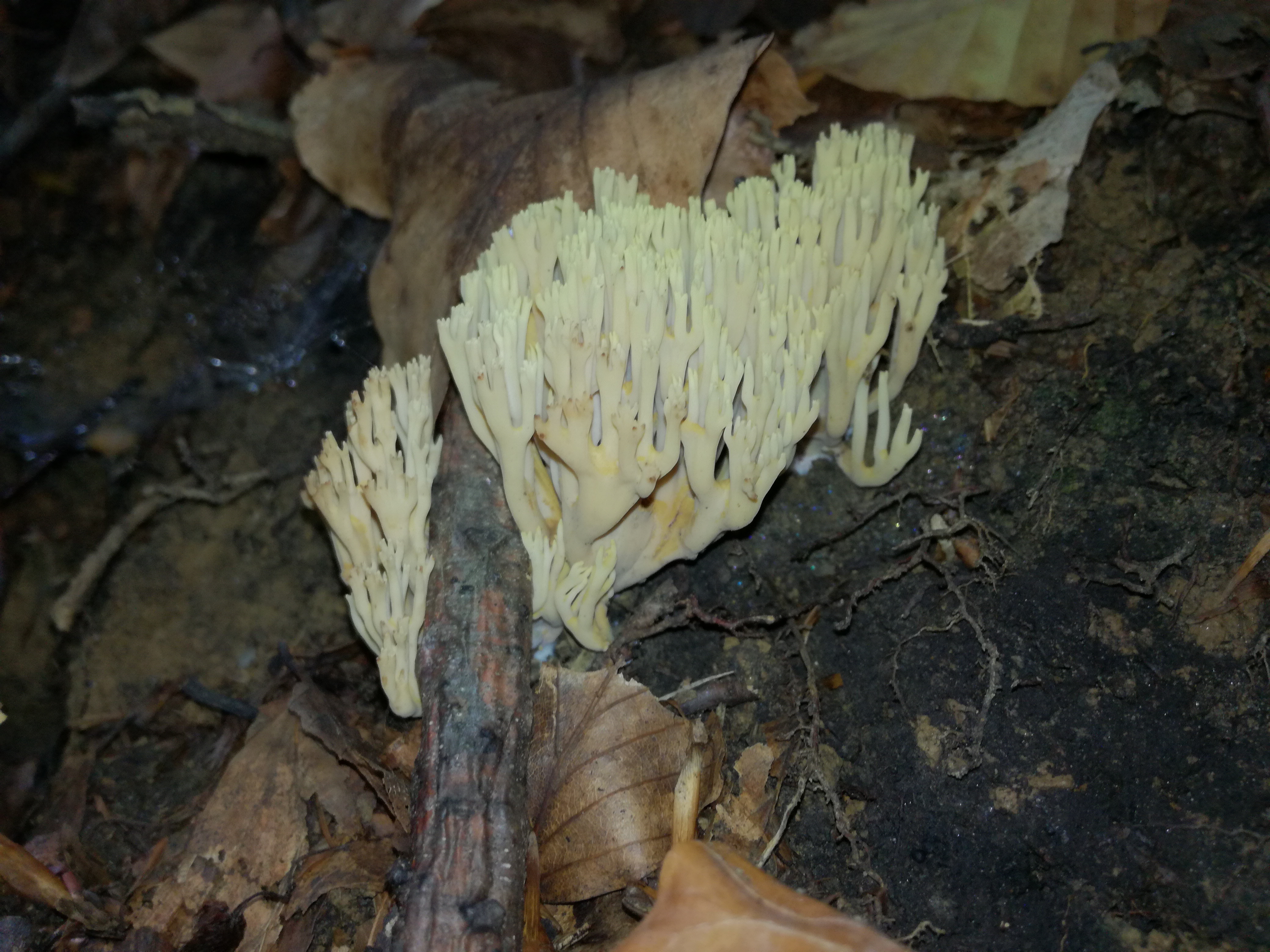 15102017232404 3092 art 1860 img 20171004 113207