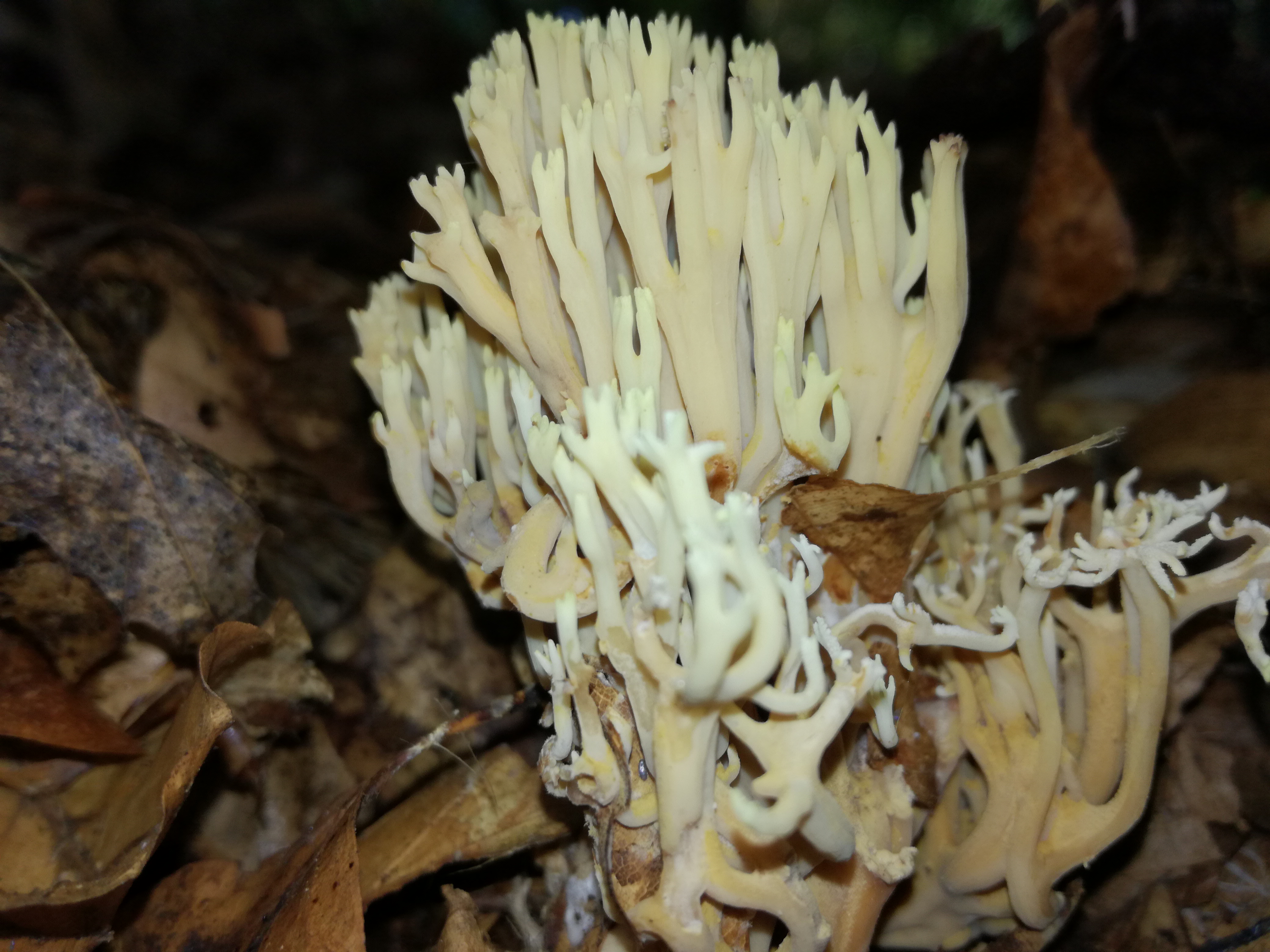 15102017232524 3093 art 1860 img 20171004 113105