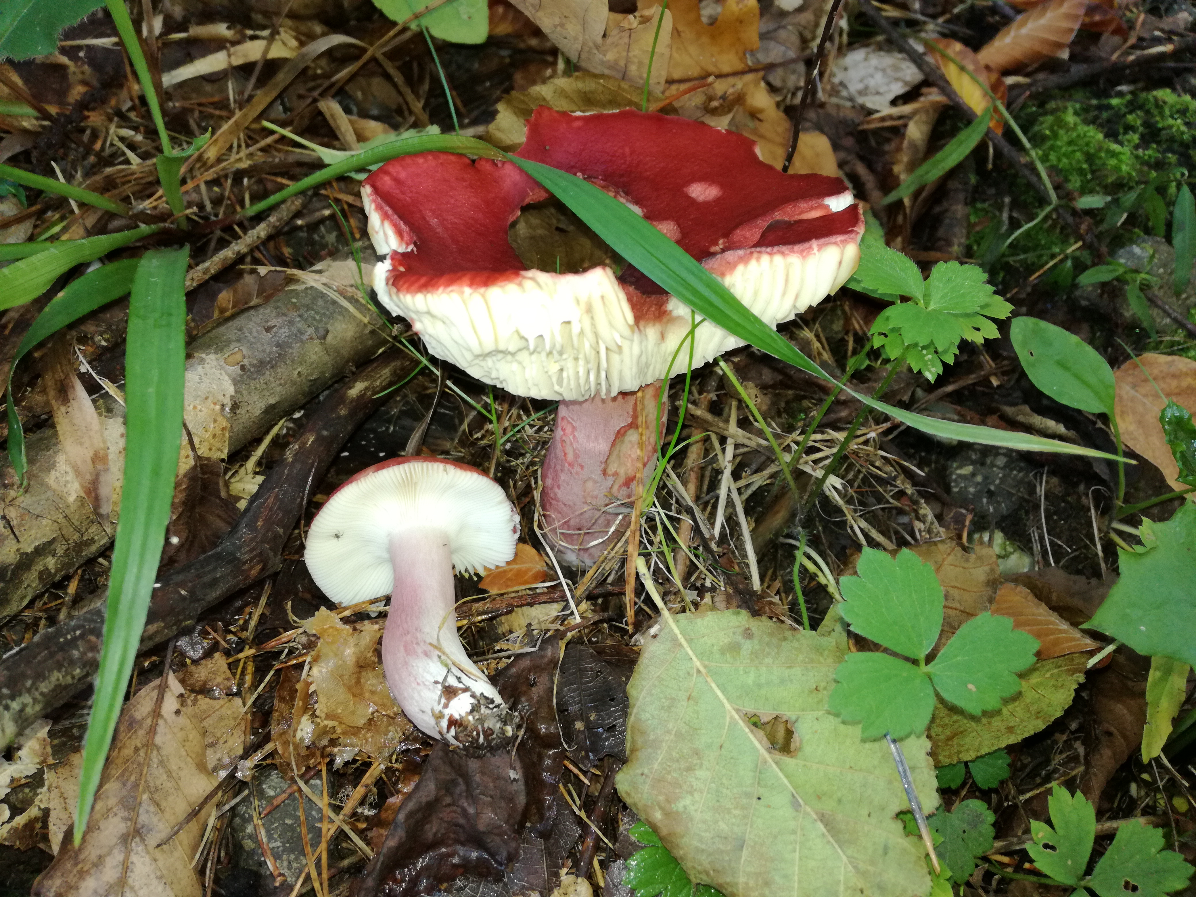 15102017234408 3094 art 1861 img 20171004 115033