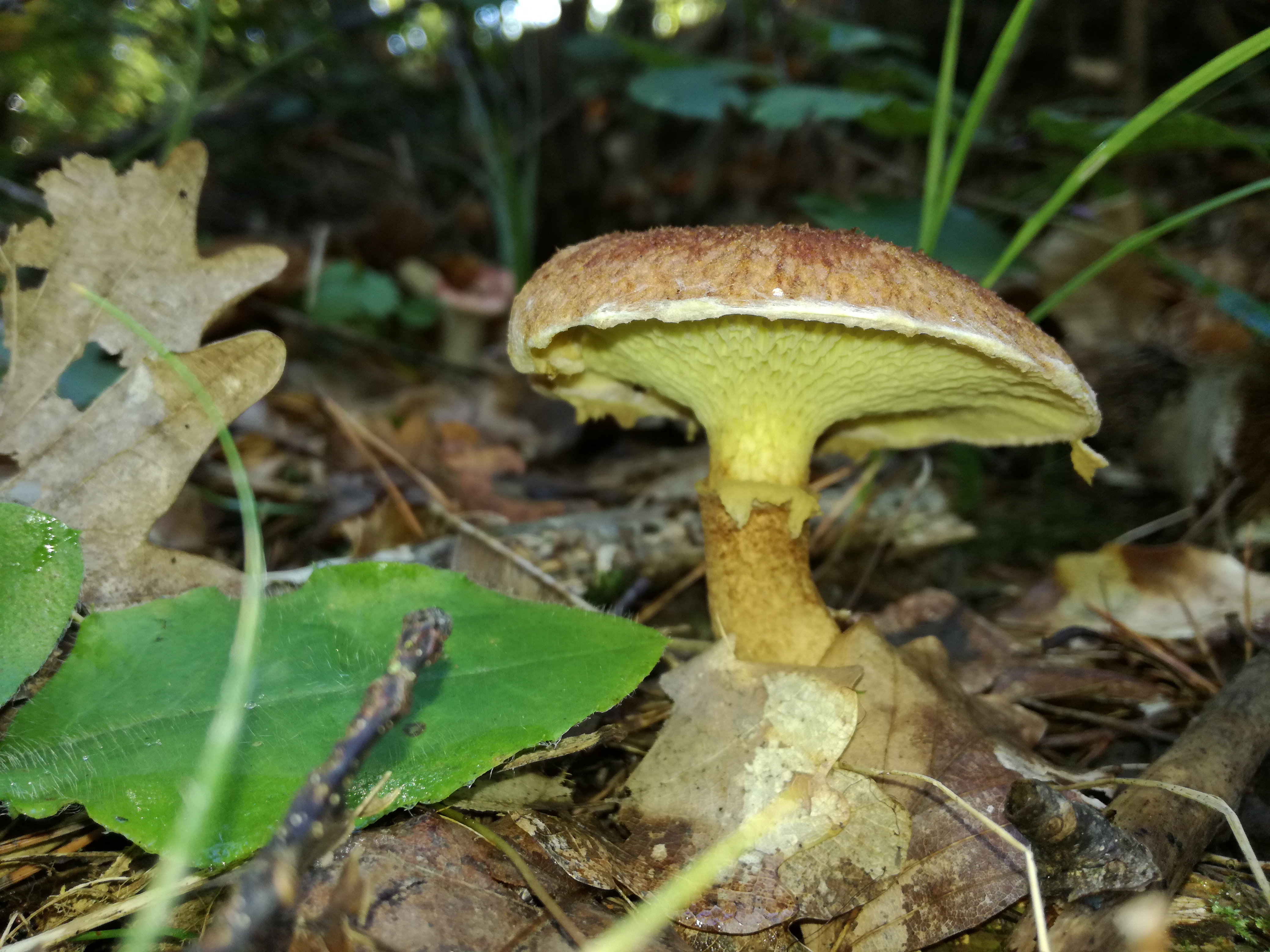 15102017234611 3095 art 717 img 20171004 115130