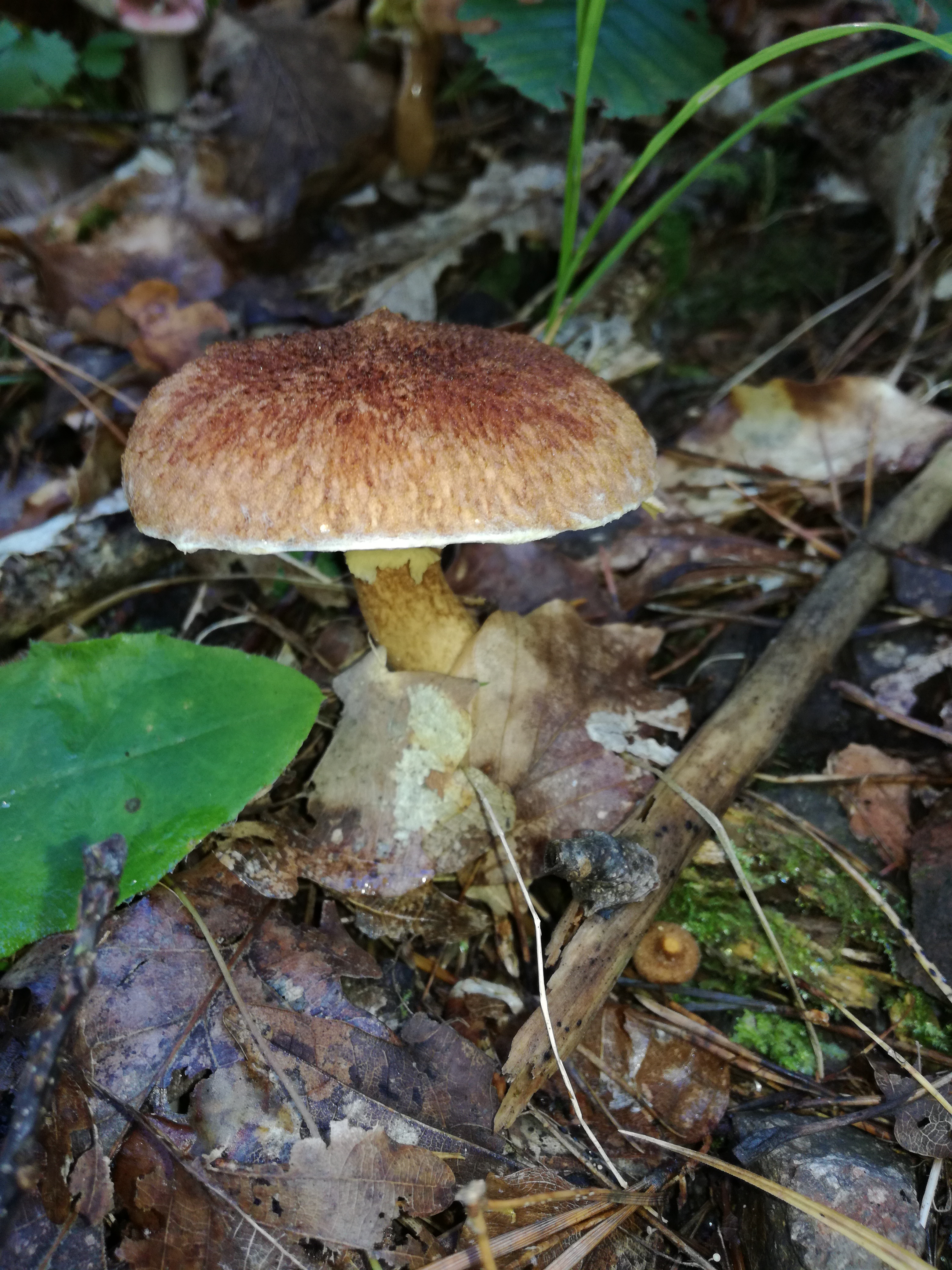 15102017234854 3096 art 717 img 20171004 115114