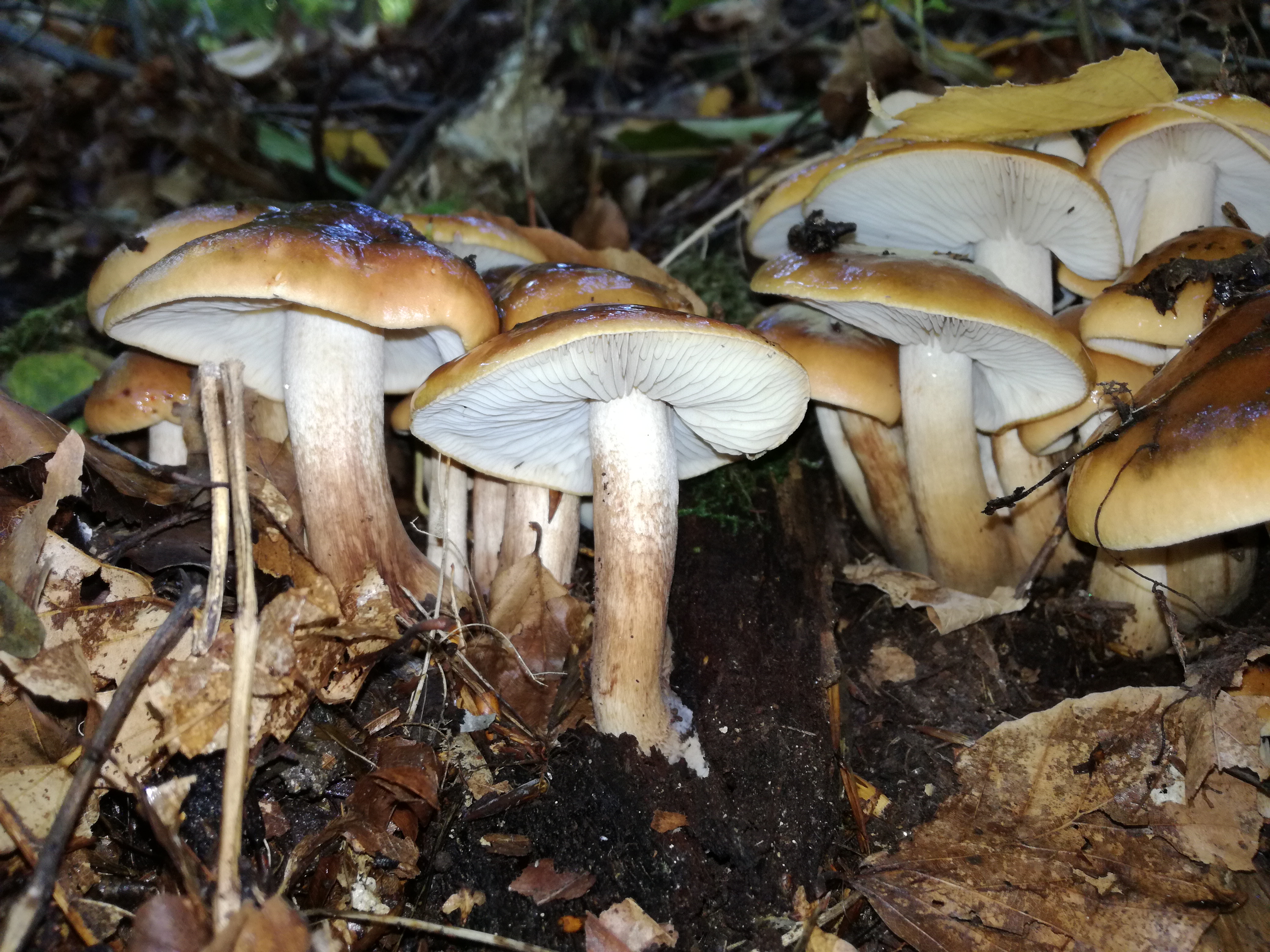 15102017235202 3097 art 813 img 20171004 120205