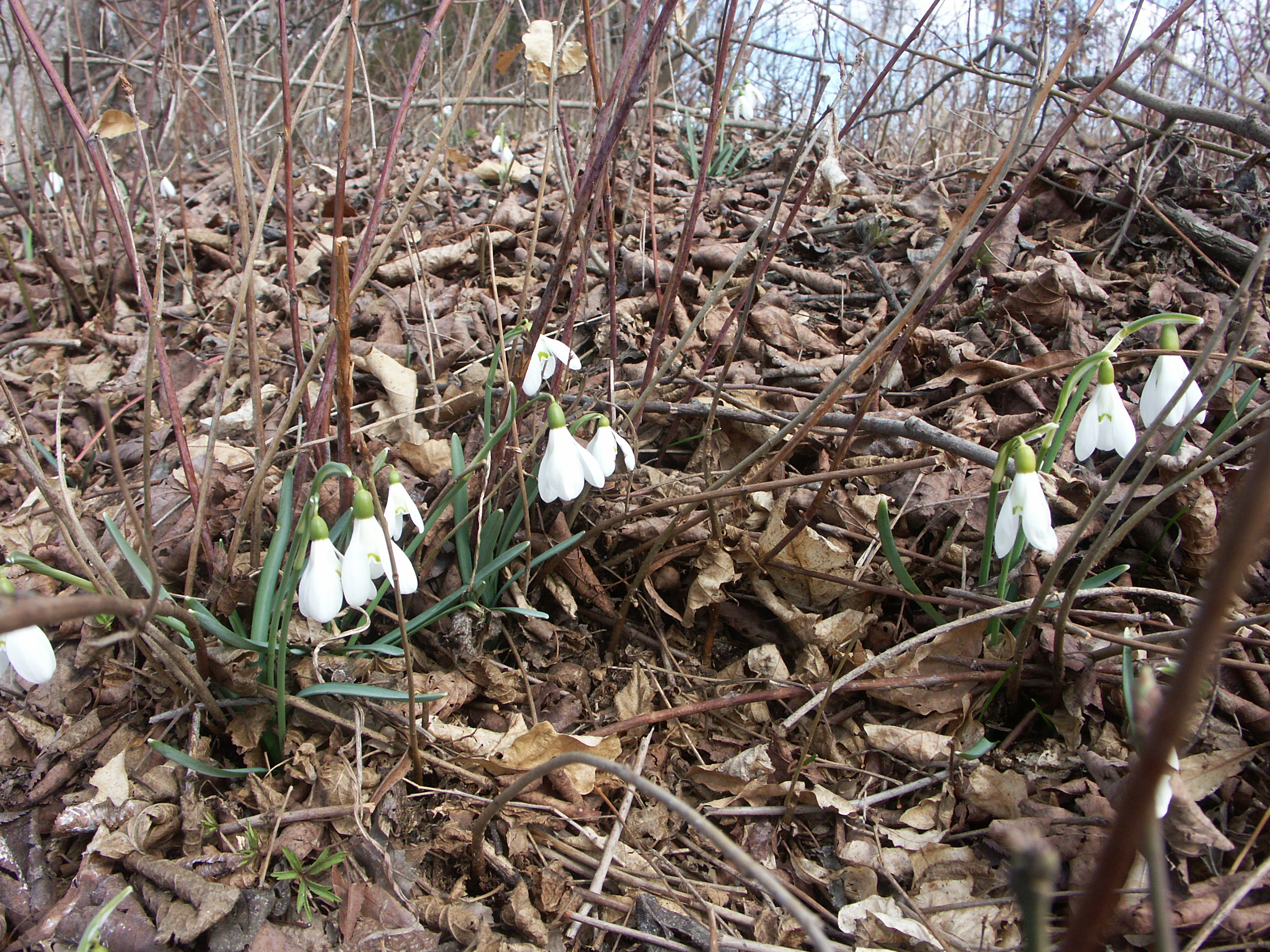 15122013143511 2230 art 276 pict0689