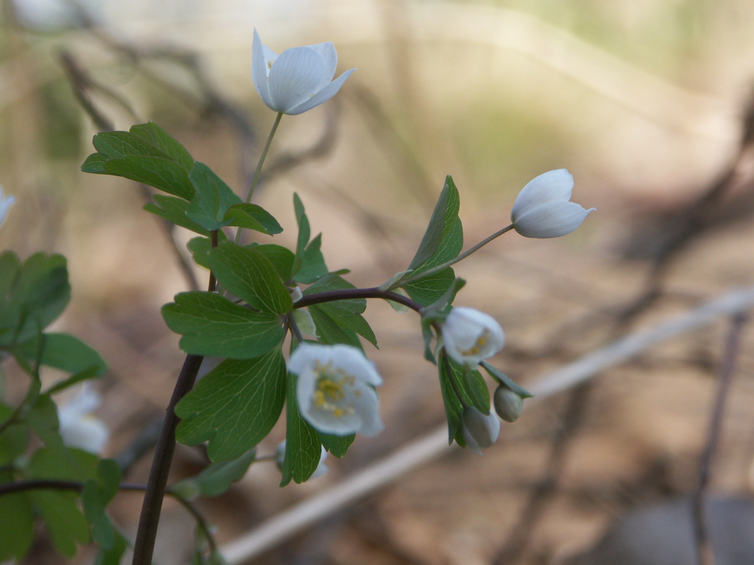 15122013144709 2232 art 1423 pict0933