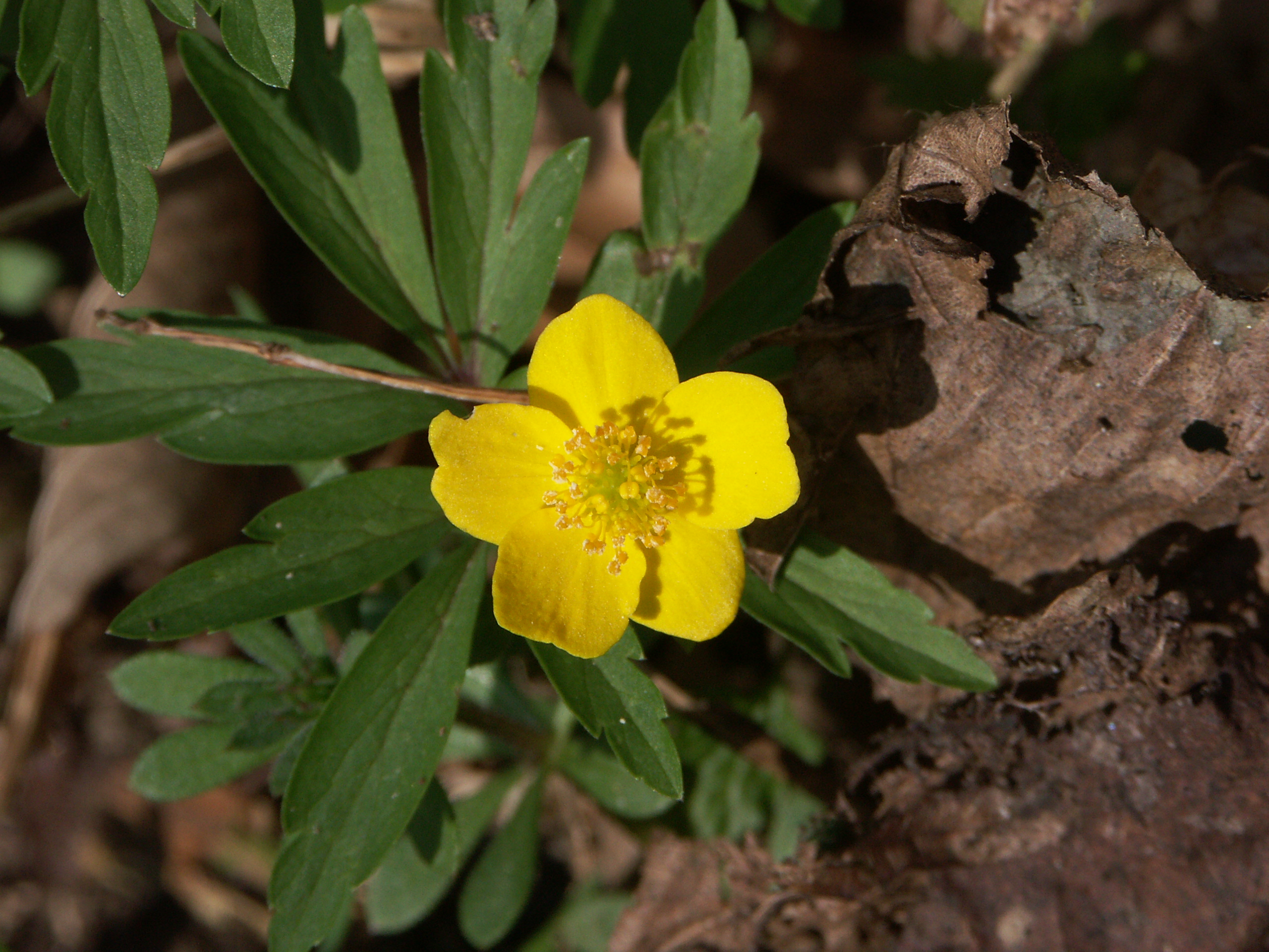 15122013151156 2234 art 1424 pict1055