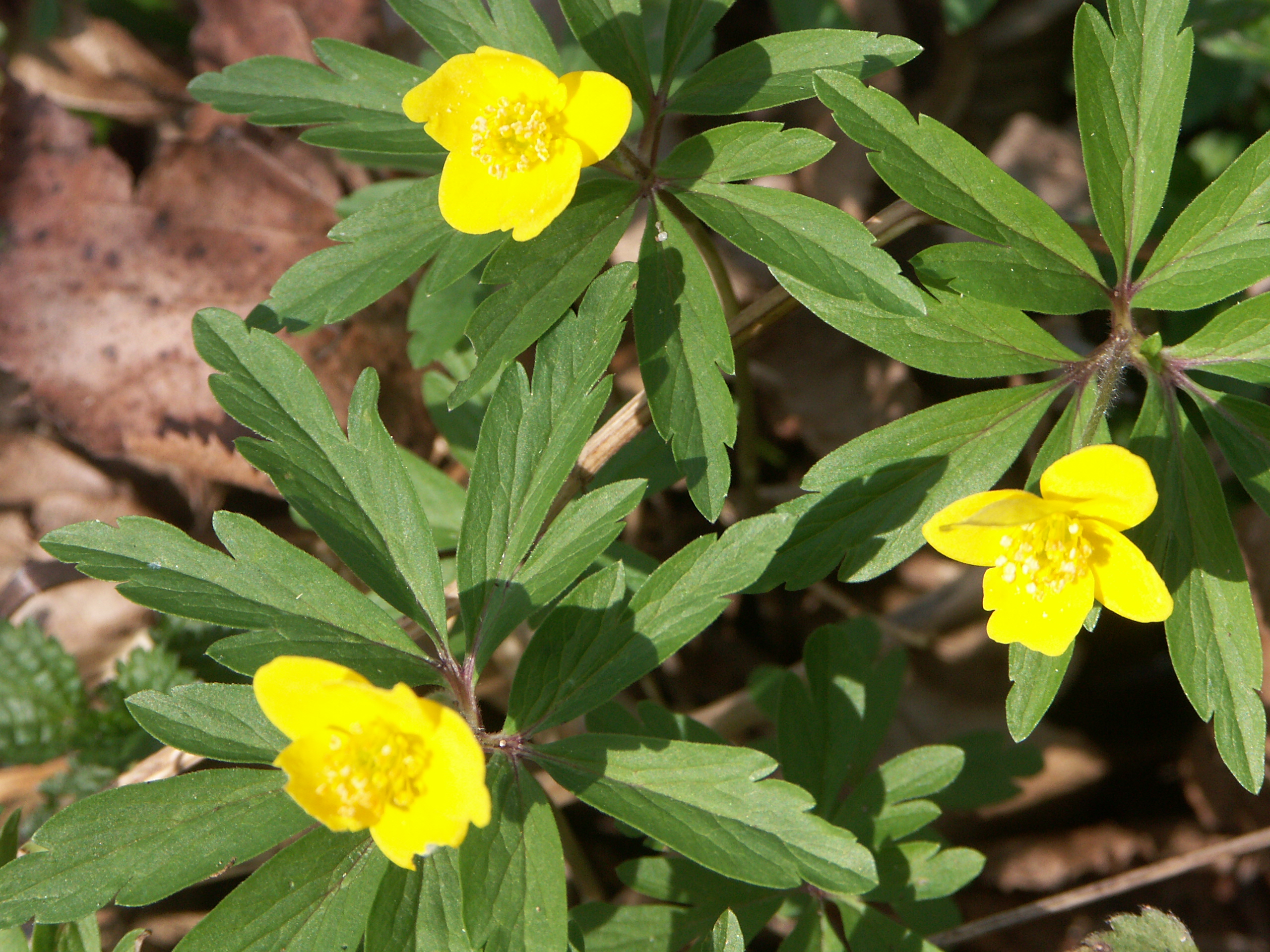 15122013151307 2235 art 1424 pict1056