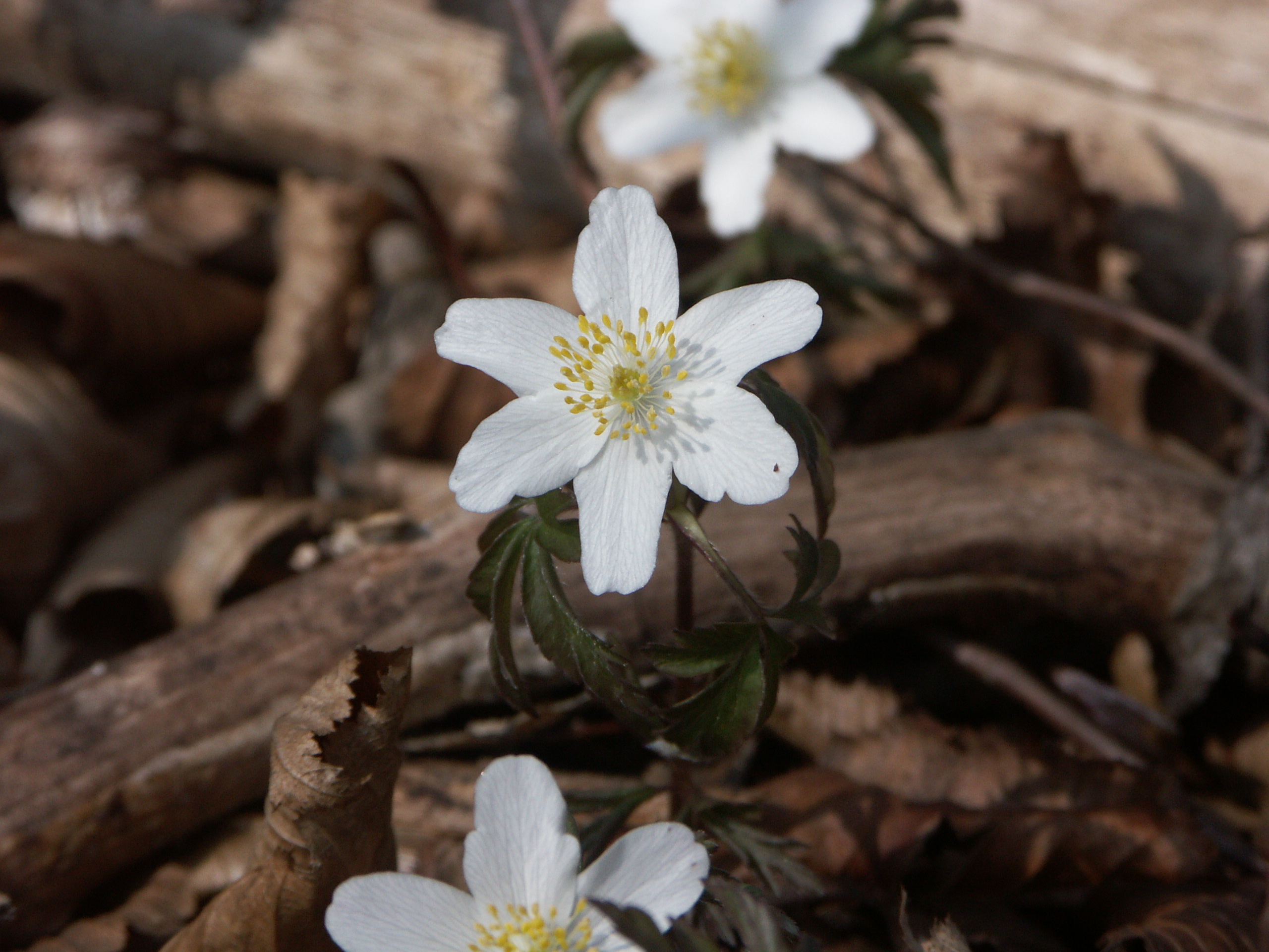 15122013154515 2239 art 491 pict1002