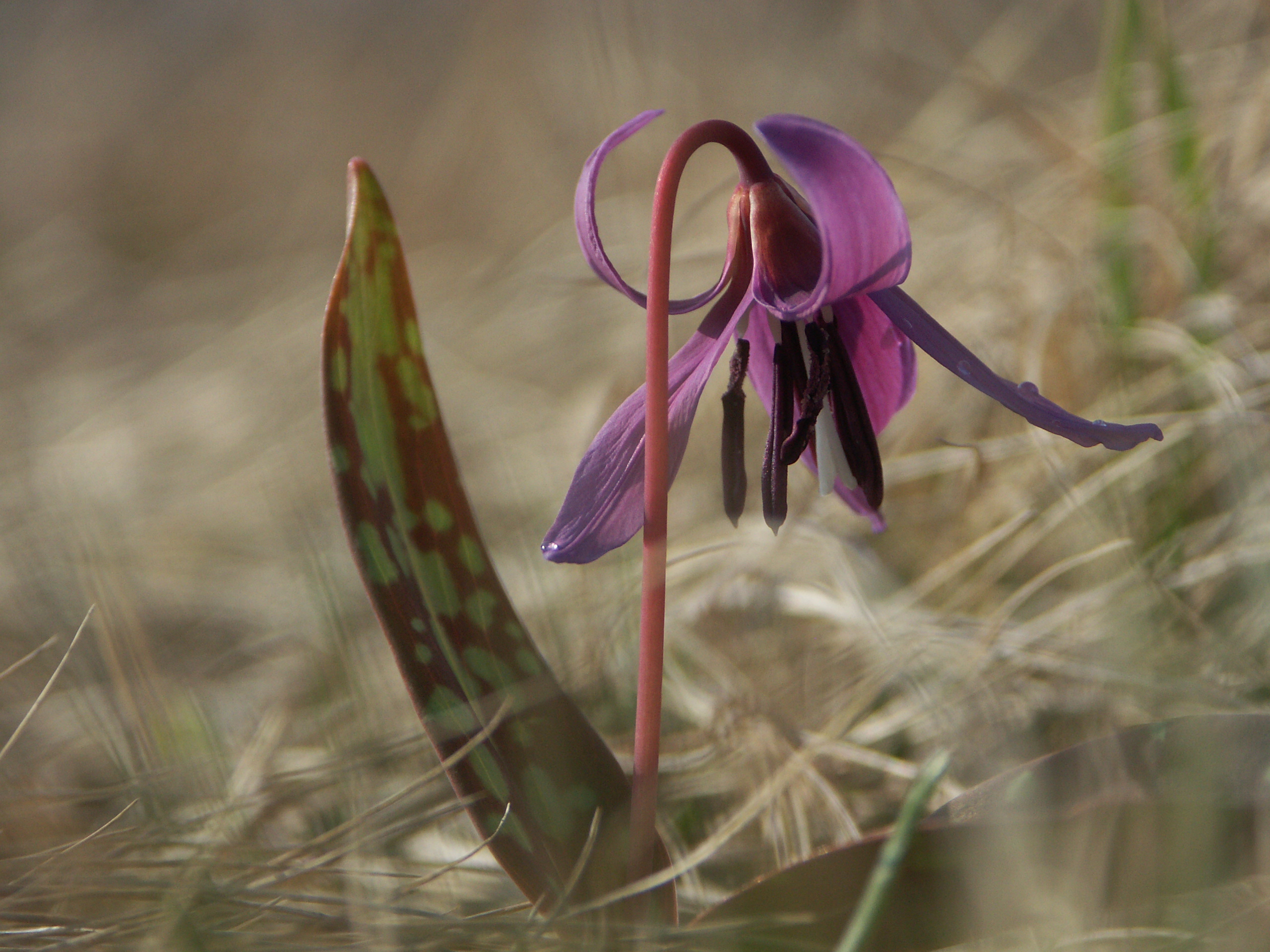 15122013160854 2240 art 1426 pict0997