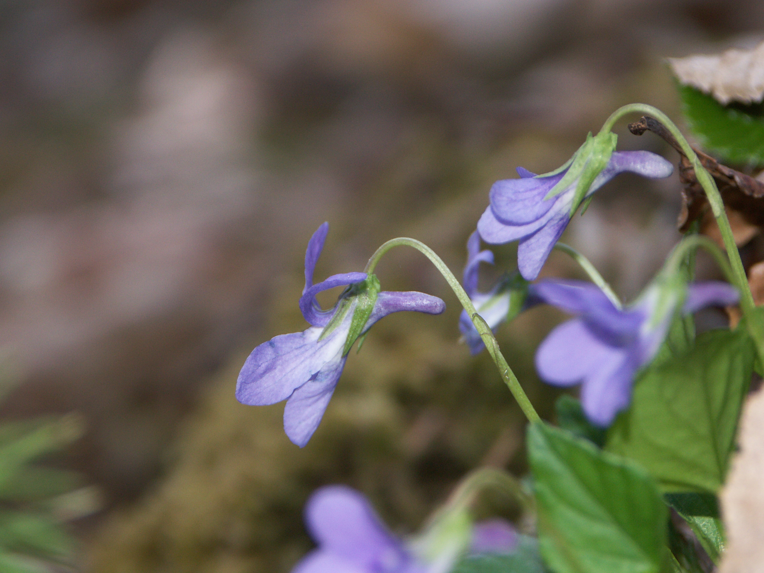 15122013163558 2243 art 1427 pict0109