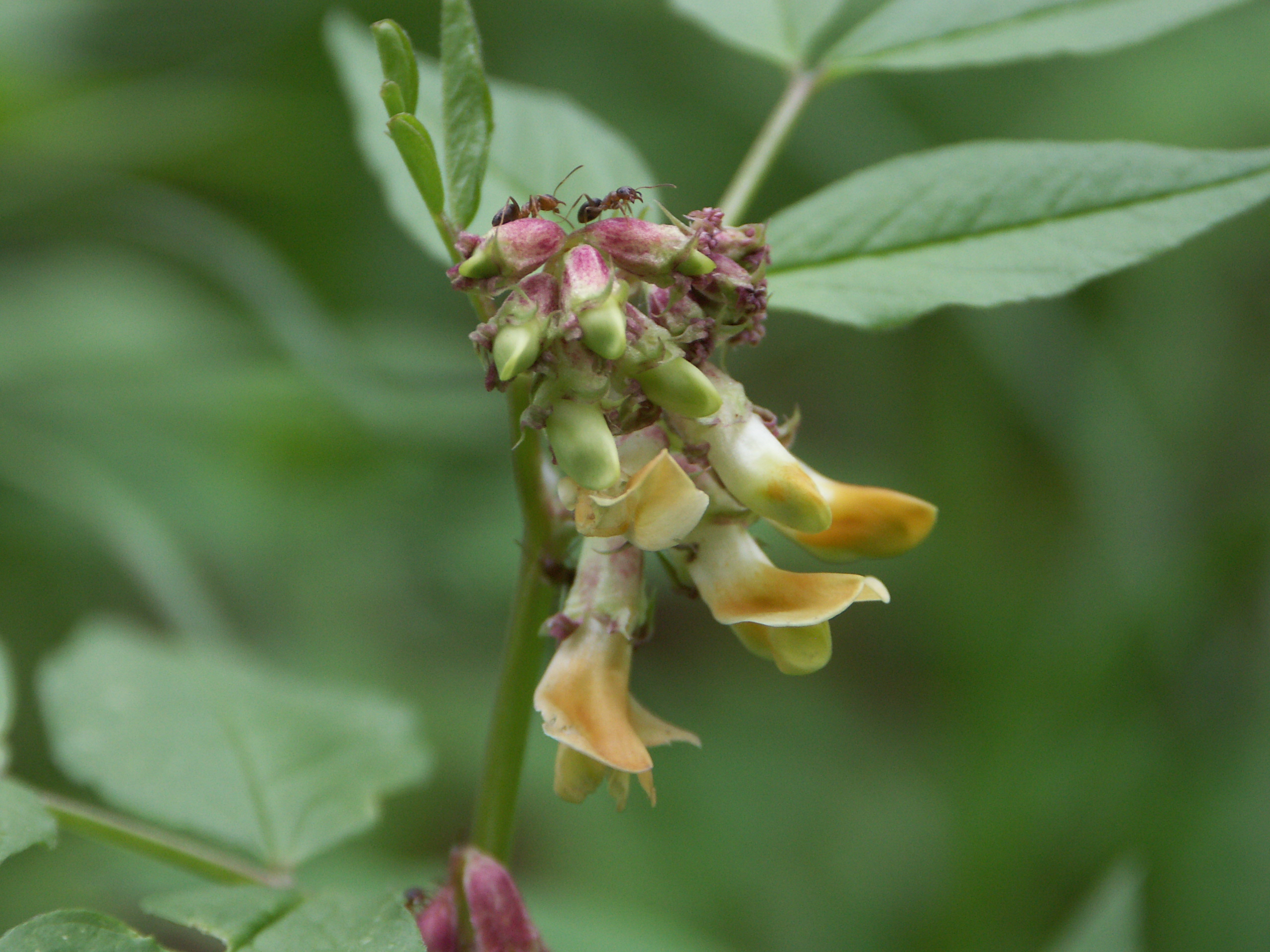 15122013173429 2245 art 1429 pict0016