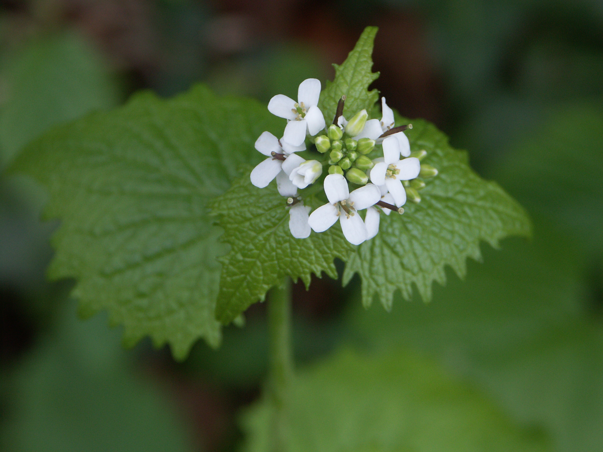 15122013173855 2246 art 305 pict0033