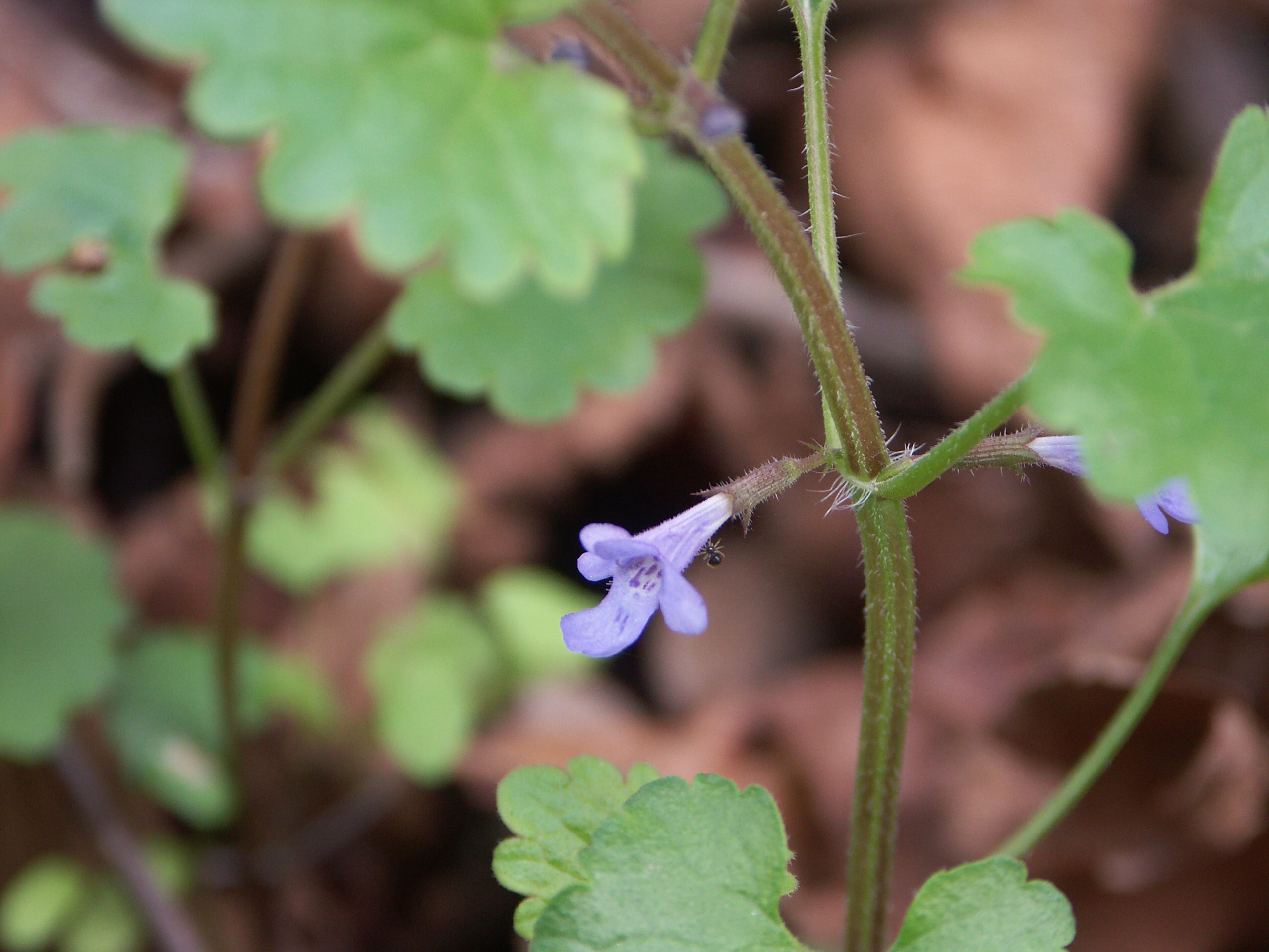 15122013224833 2247 art 1431 pict0034