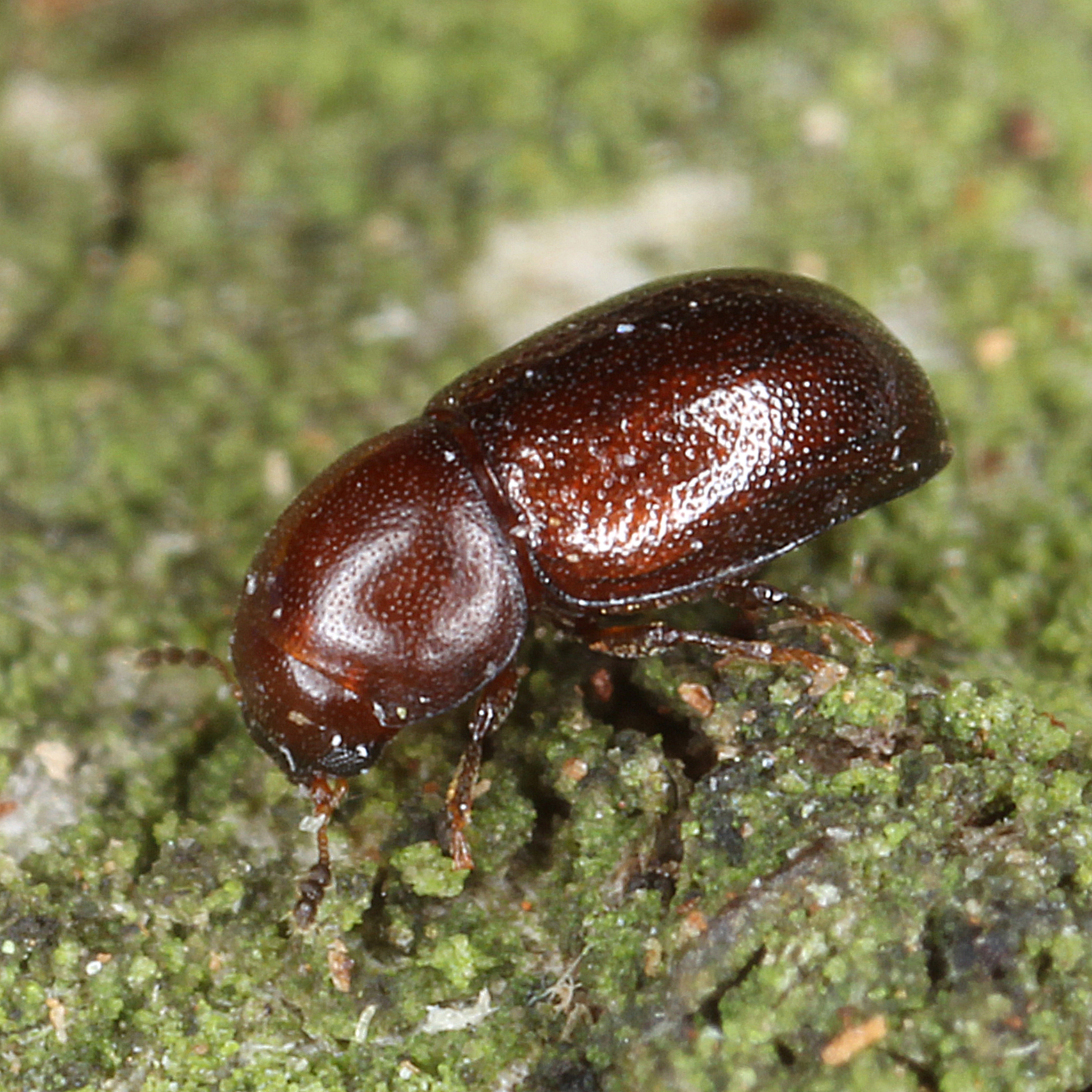 16012016190319 2791 art 1742 cis castaneus 3.1