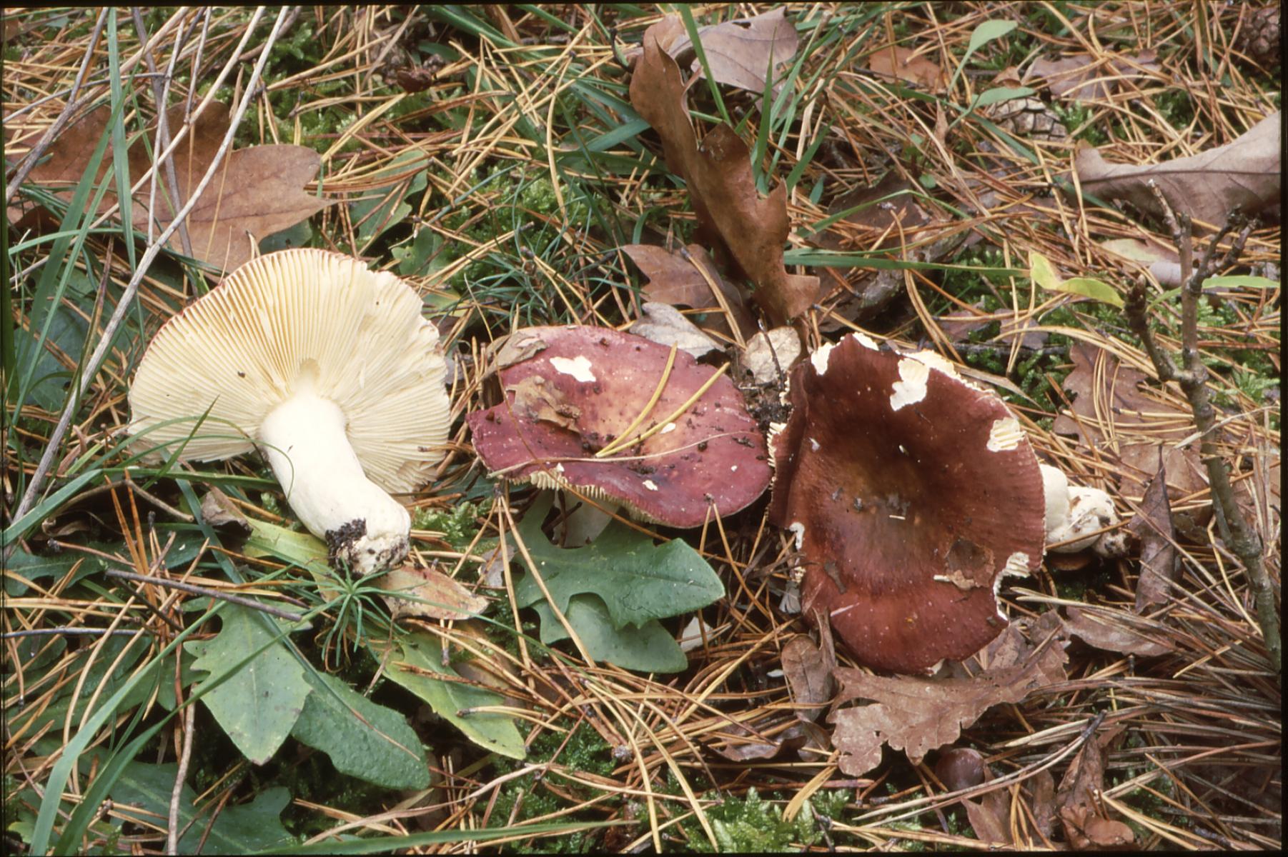 16022018160753 3383 art 2002 r. badia