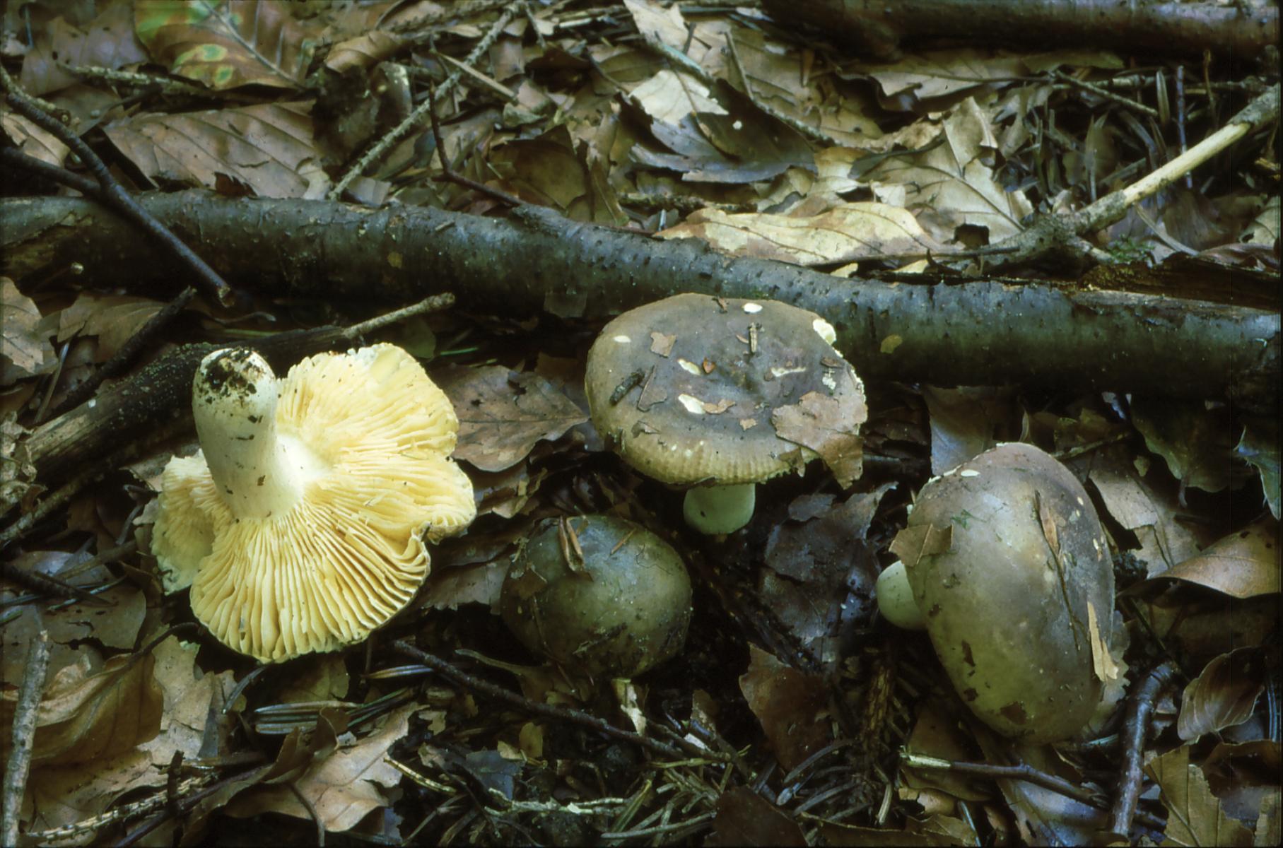 16022018161913 3384 art 2003 r. carpini