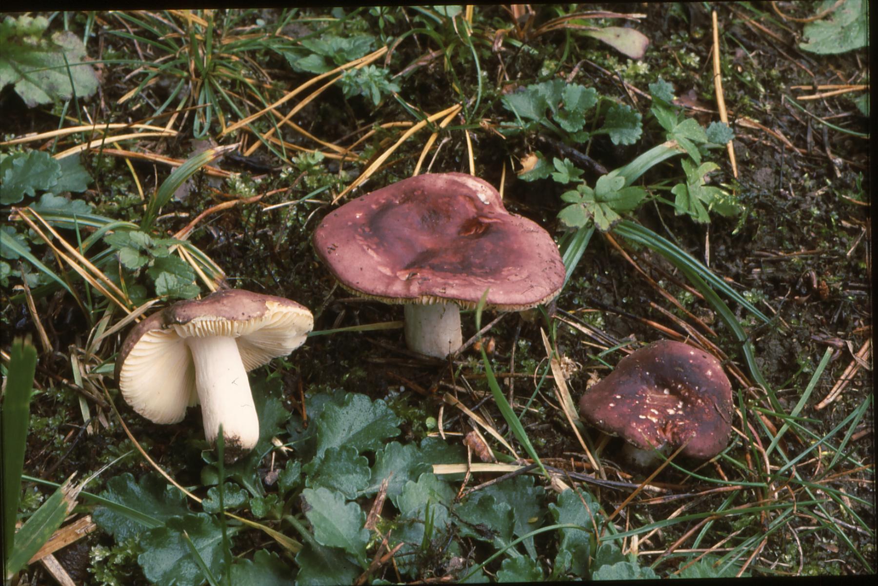 16022018162845 3385 art 2004 r. cessans