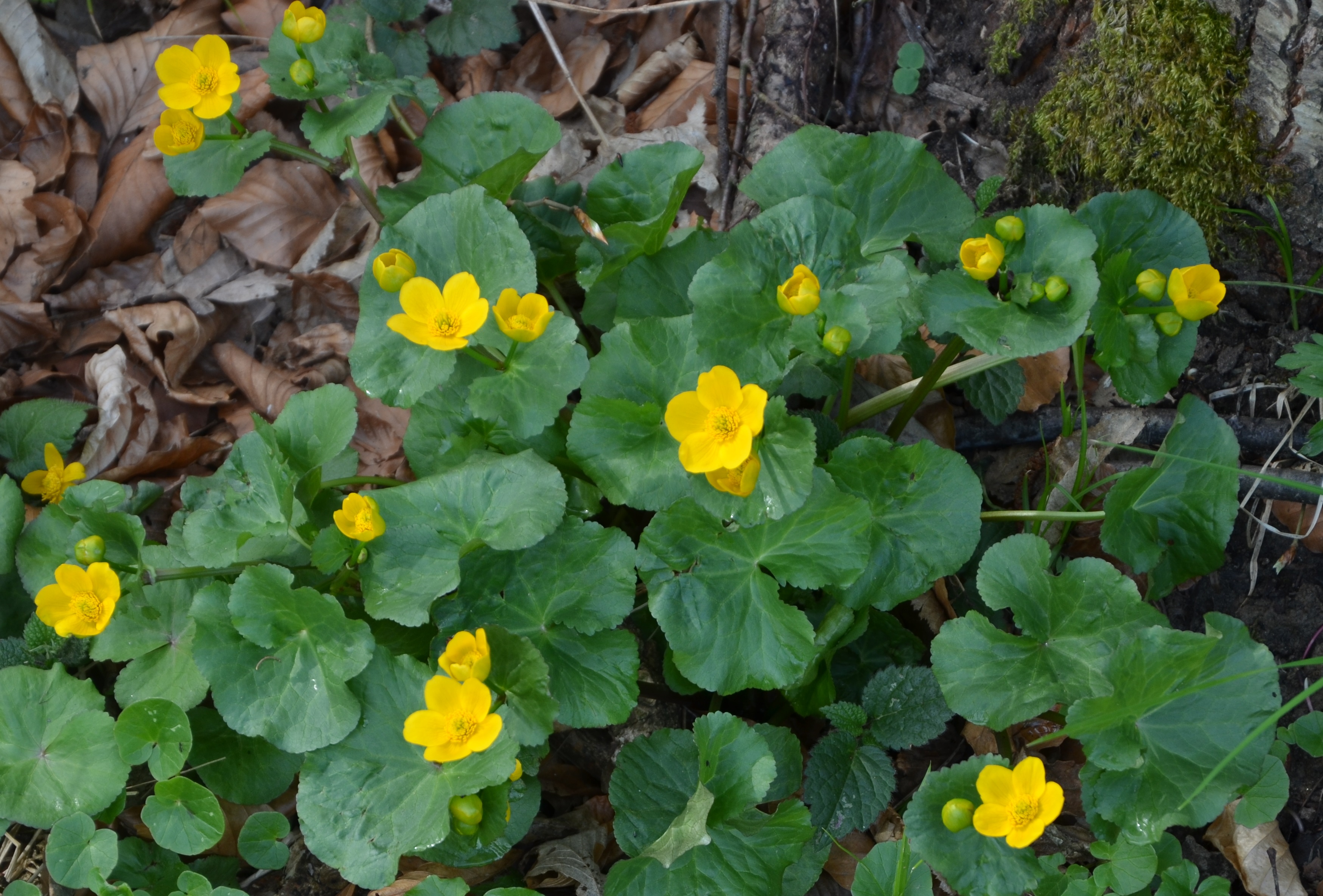 16042013223545 61 art 67 caltha palustris neu