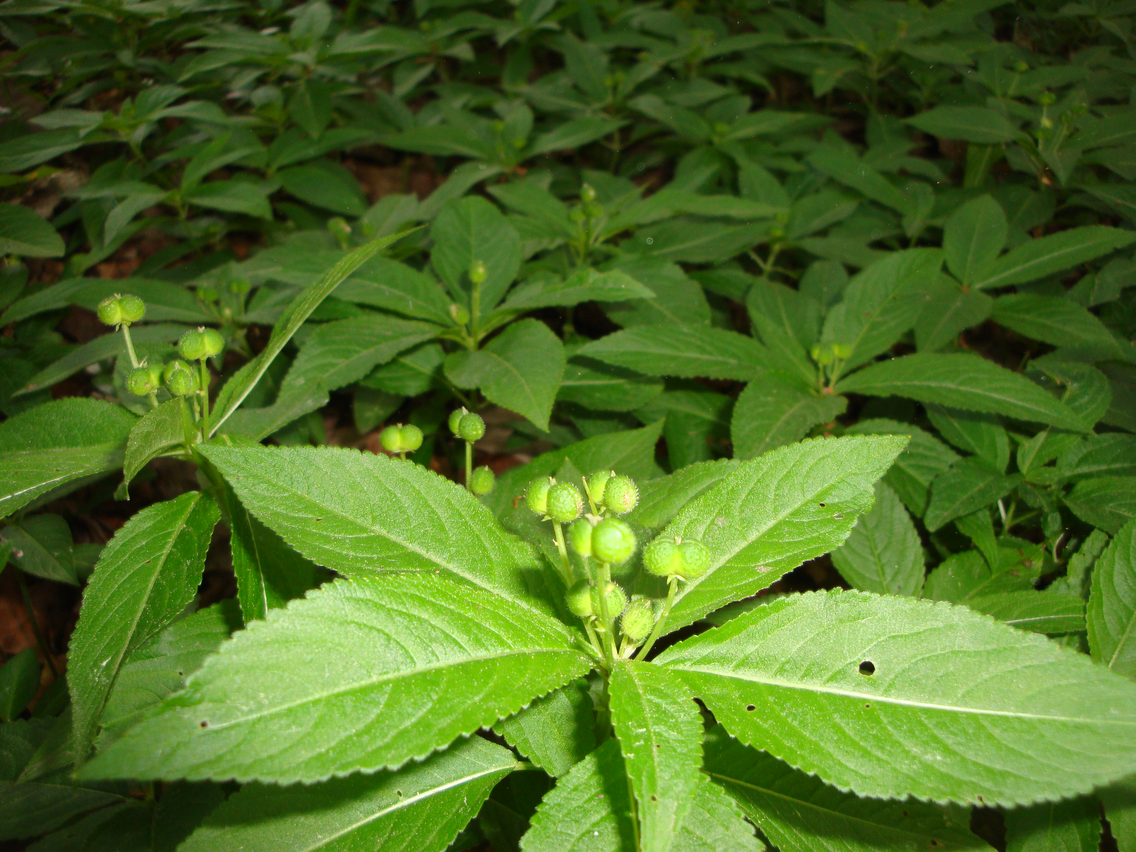 16042014235746 2306 art 1459 bingelkraut